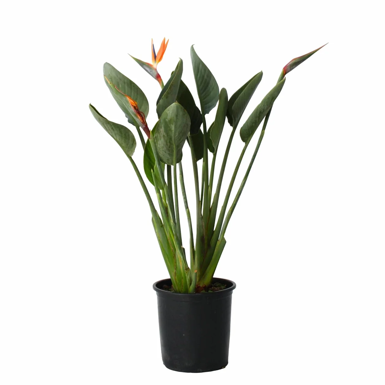 Strelitzia Reginae Rajski Ptak Strelicja Doniczka 27cm Wysokość 80-100cm