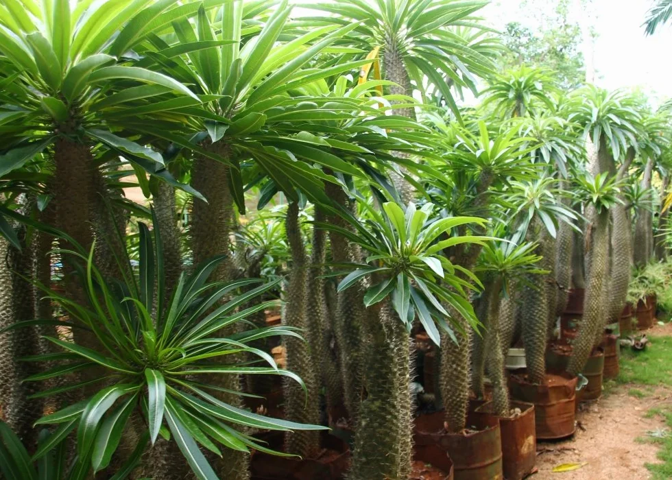 SAFLAX Madagaskar Palma Pachypodium lamerei 10 Nasiona