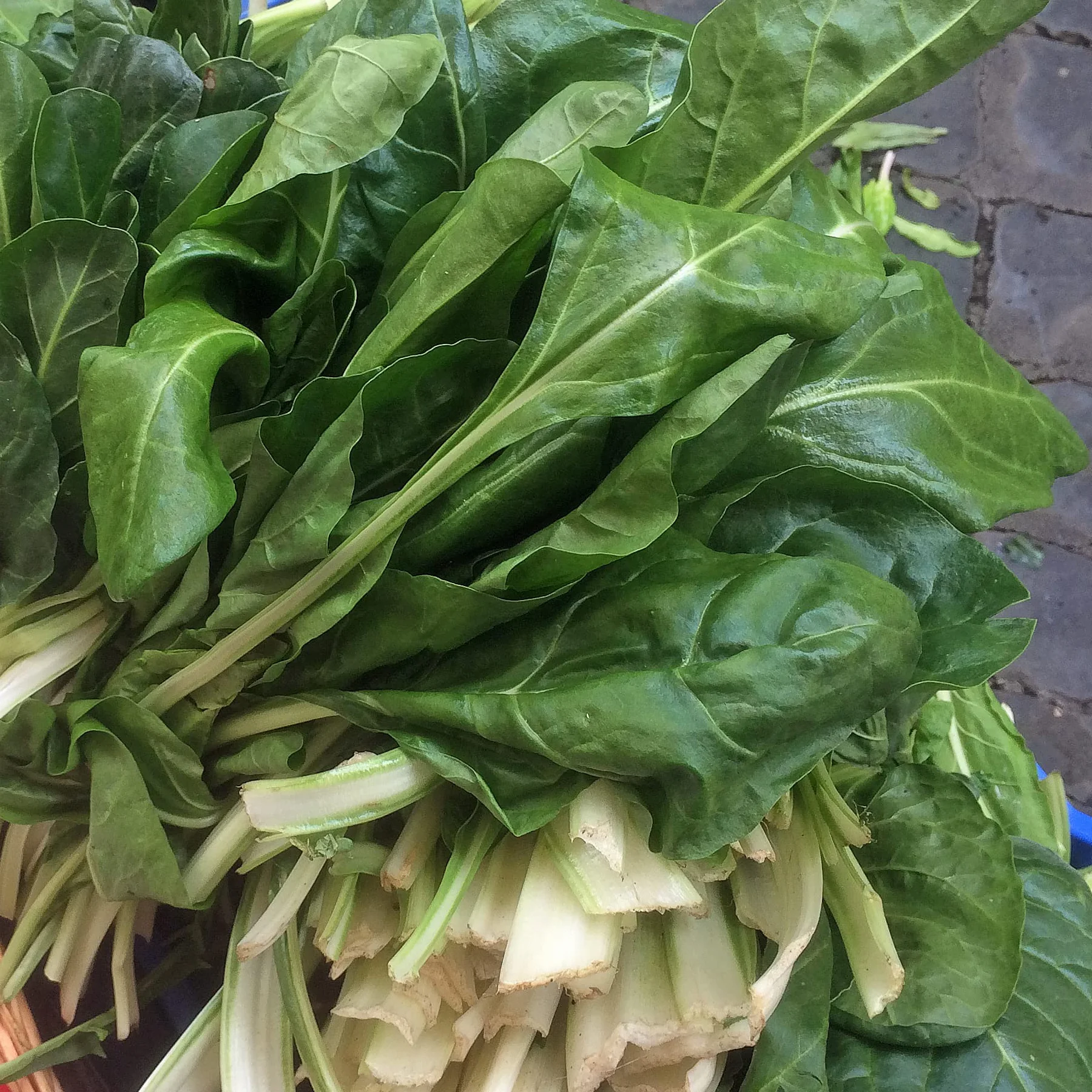 Pak Choi 'Tai Sai' (Brassica rapa subsp. chinensis) Organic - ok. 150 nasion