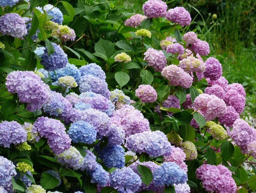 20 Mieszanych Nasion Hortensji (Hydrangea Viburnum)