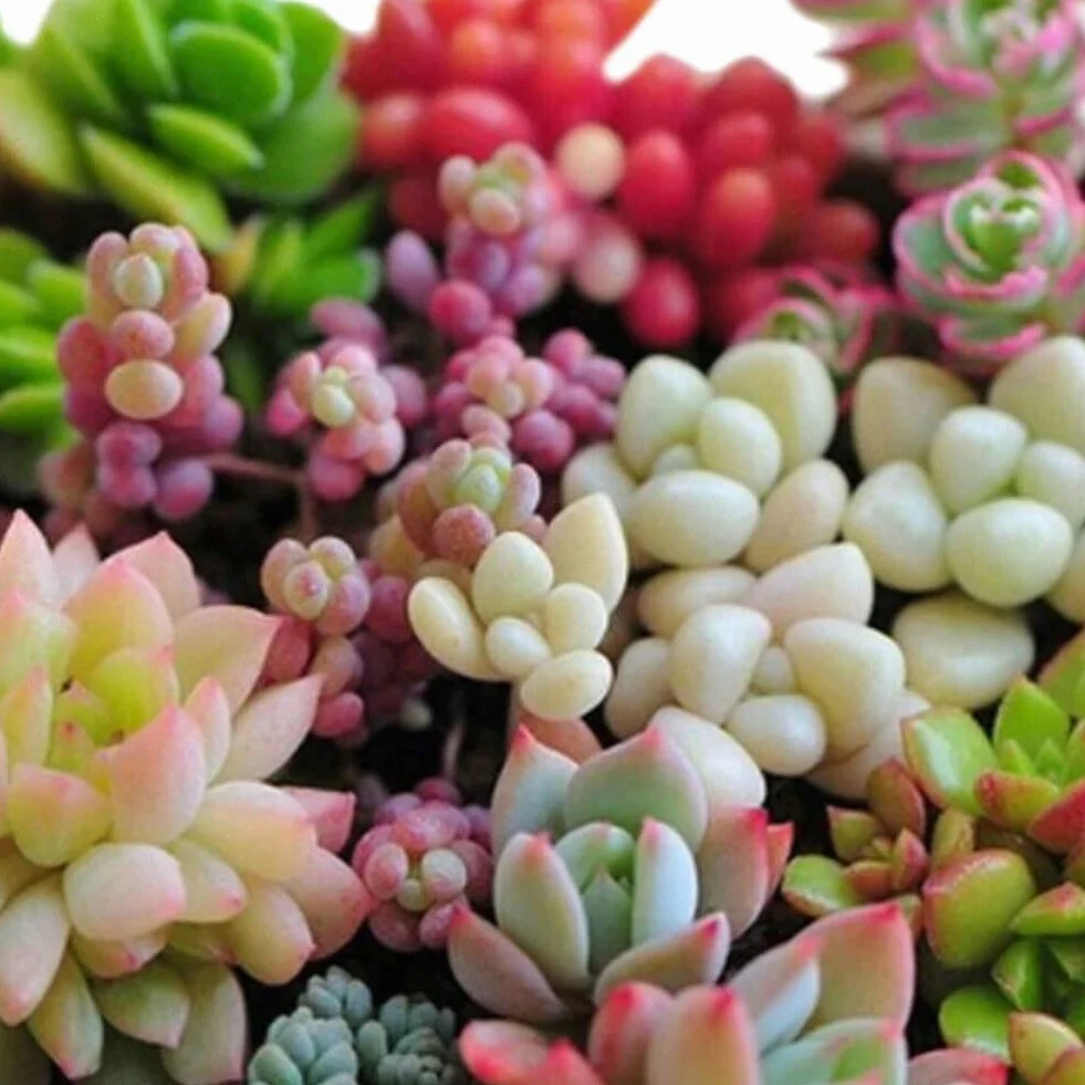 Lithops nasiona soczyste 600 sztuk rzadkie żywe kamienie Bonsai do domu ogrodu