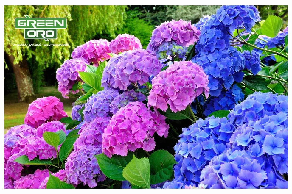 FLOWERS ACID 1,5KG Nawóz do hortensji i roślin kwasolubnych