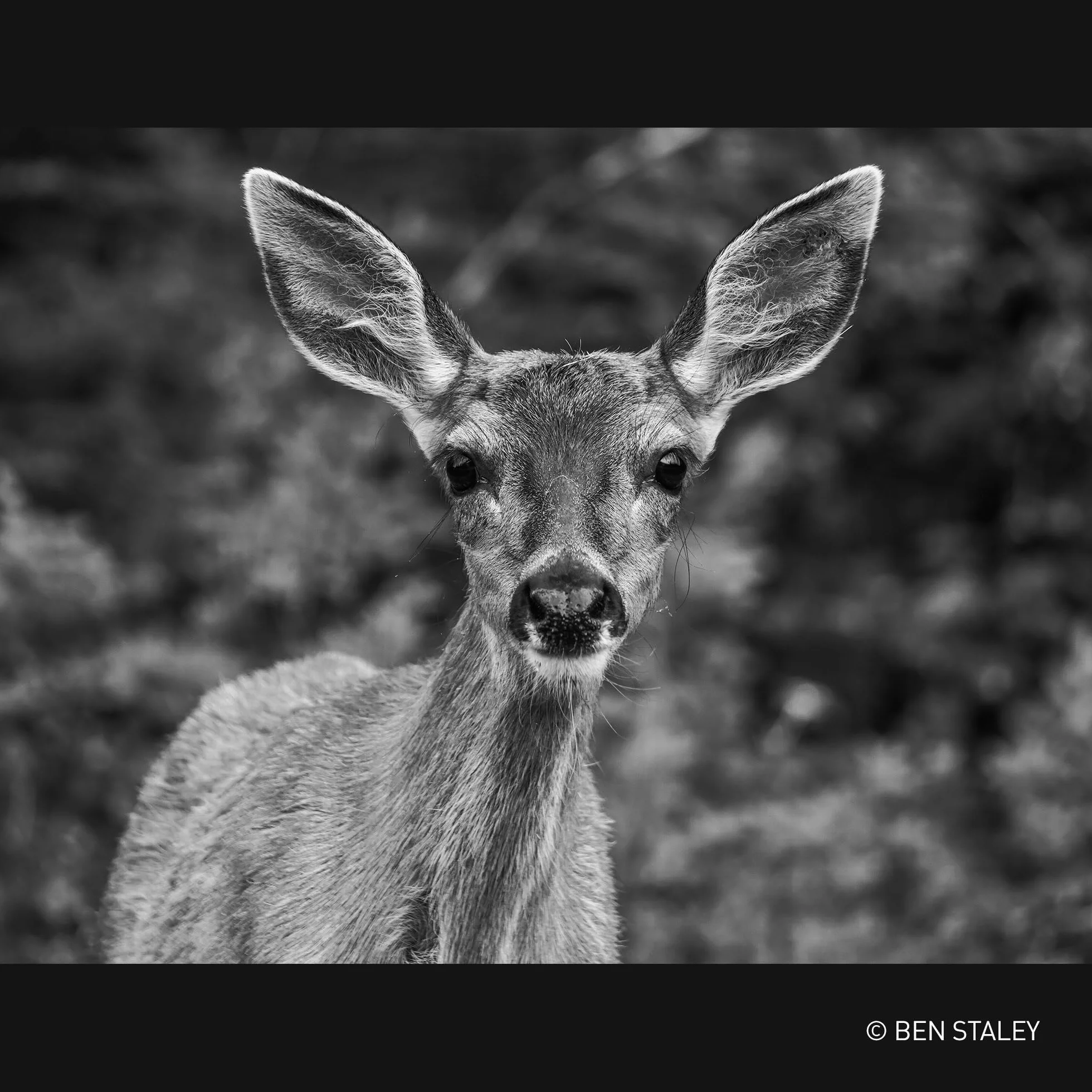 PANASONIC Objectif LEICA DG 100-400mm/f/4.0-6.3 II ASPH./POWER O.I.S.