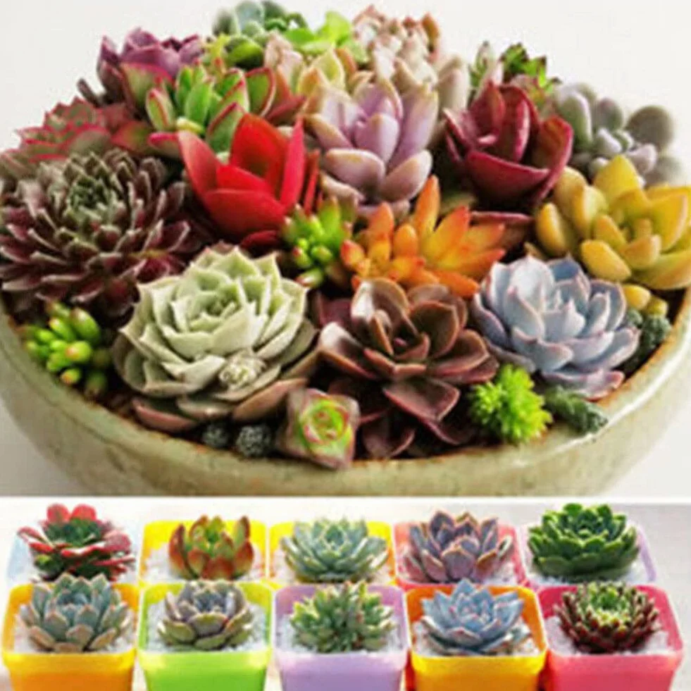 Lithops nasiona soczyste 600 sztuk rzadkie żywe kamienie Bonsai do domu ogrodu