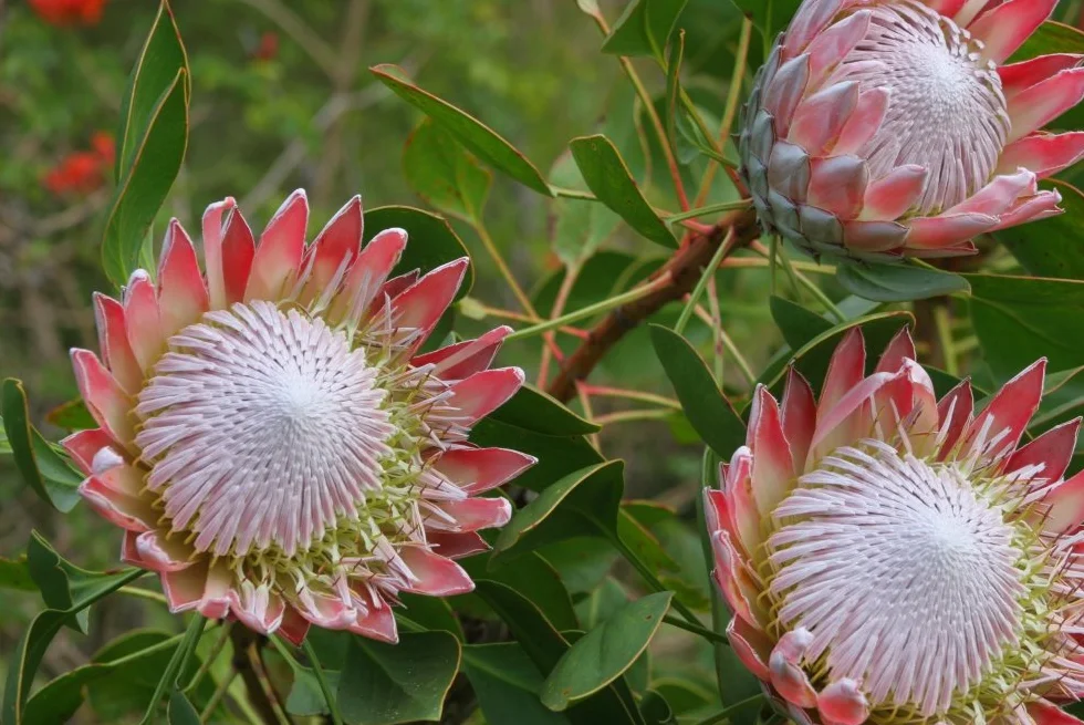 SAFLAX - King Protea - 5 Nasiona - Protea cynaroides