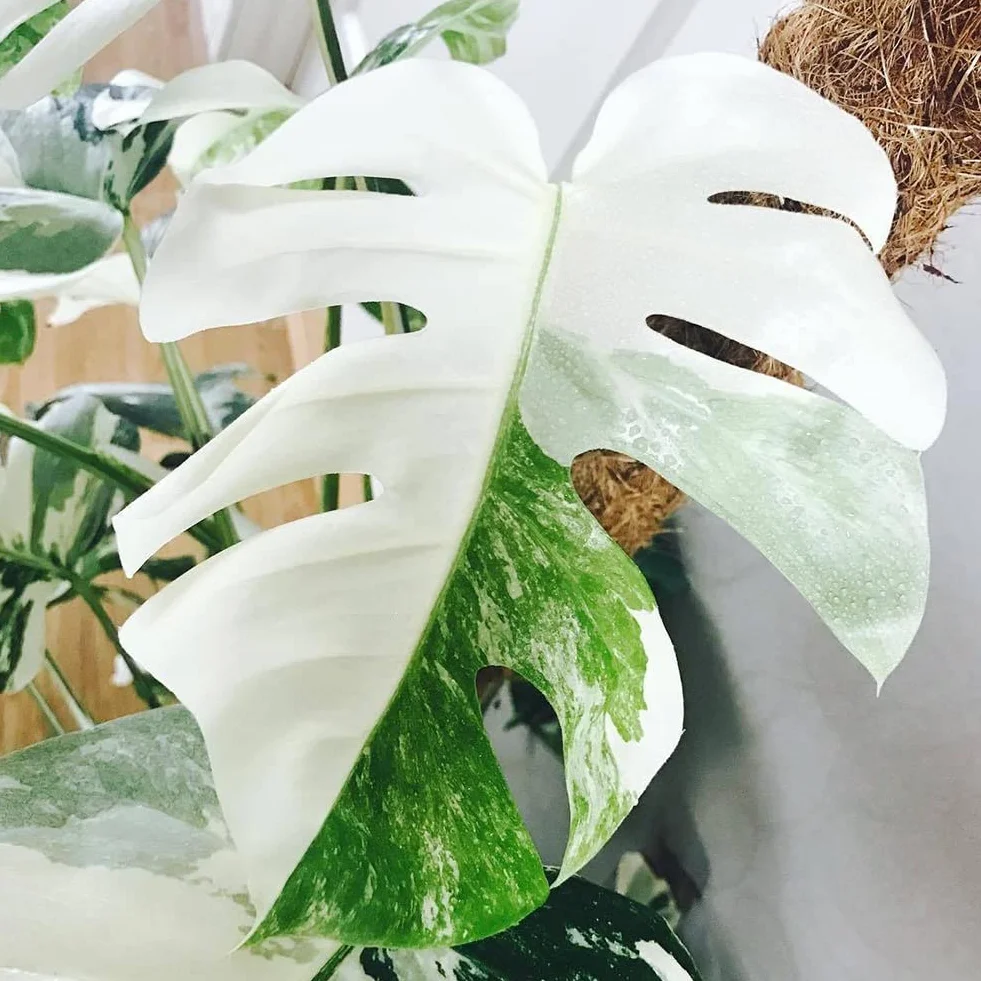 Nasiona Monstera 100 szt. Białe liście żółwia palmowego Rośliny Ogród Balkon Bonsai