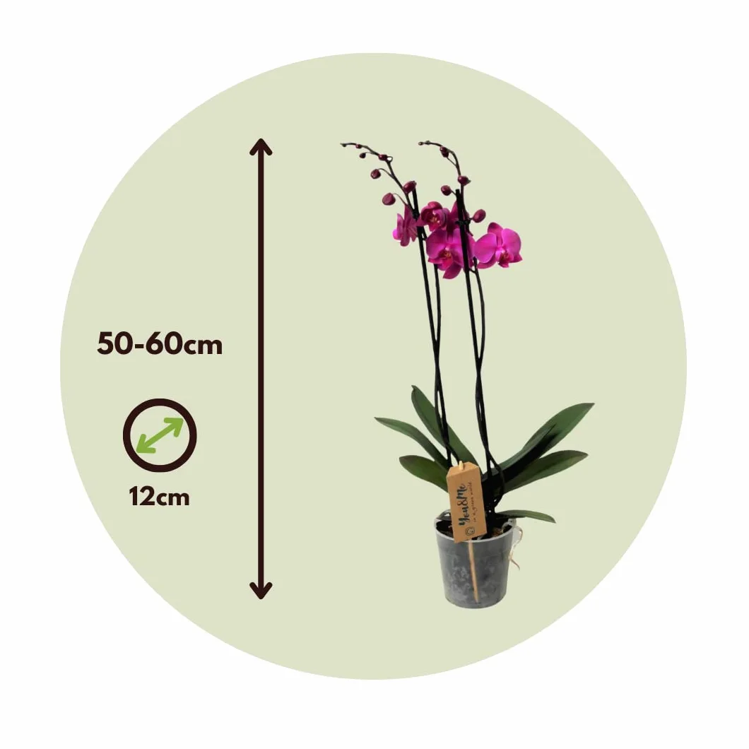 Plant in a Box - Phalaenopsis - Orchidea fioletowa - Kwitnąca roślina domowa - Przyjazna dla kotów - Doniczka 12 cm - Wysokość 50-60 cm