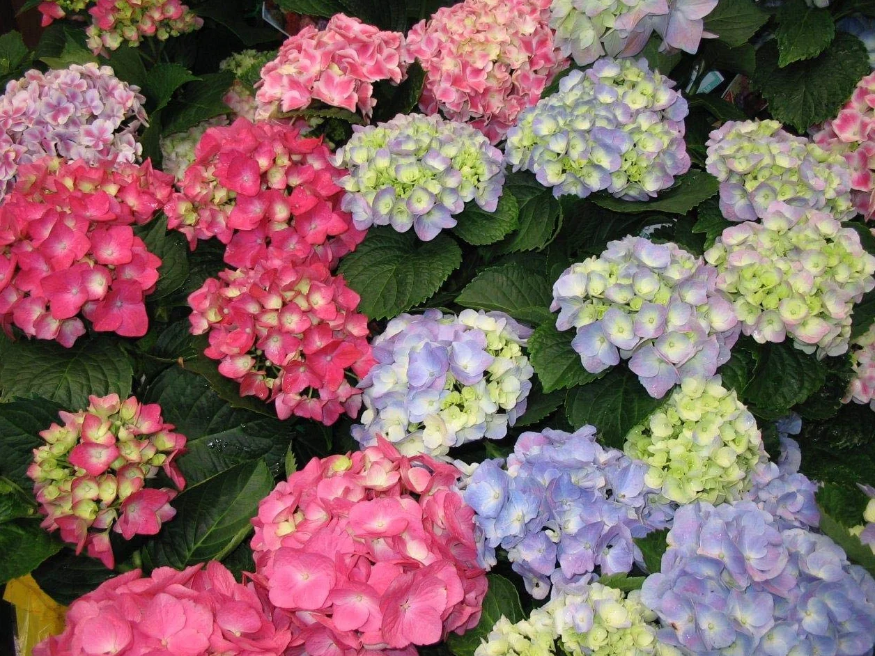 20 Mieszanych Nasion Hortensji (Hydrangea Viburnum)
