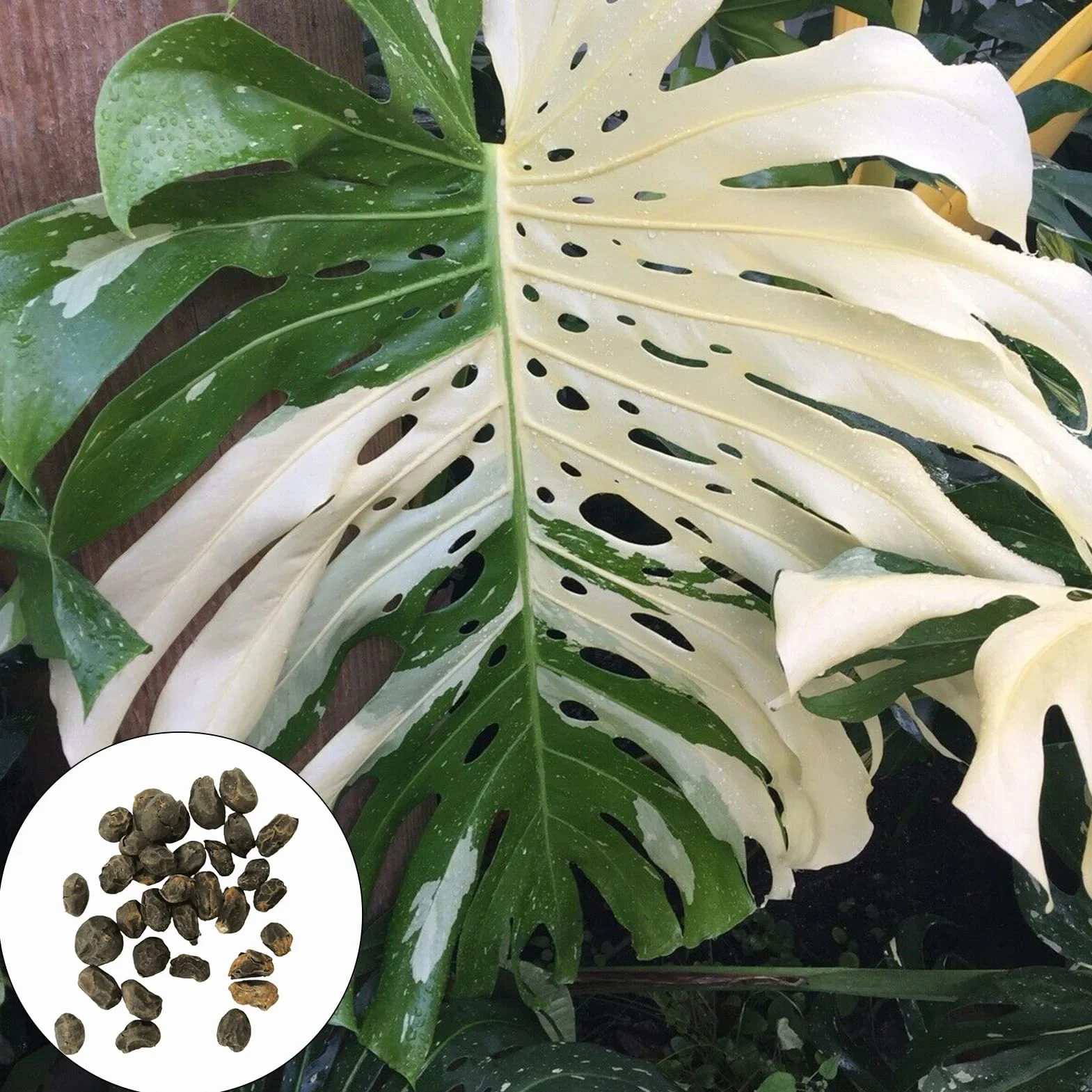 Generic asiona Monstera Deliciosa, 30 szt. Nasiona Szybko rosnące, pełne witalności Odporność na suszę Wysoka przeżywalność Dobrze przystosowane Łatwe kiełkowanie Ogrodnictwo Nasiona Monst
