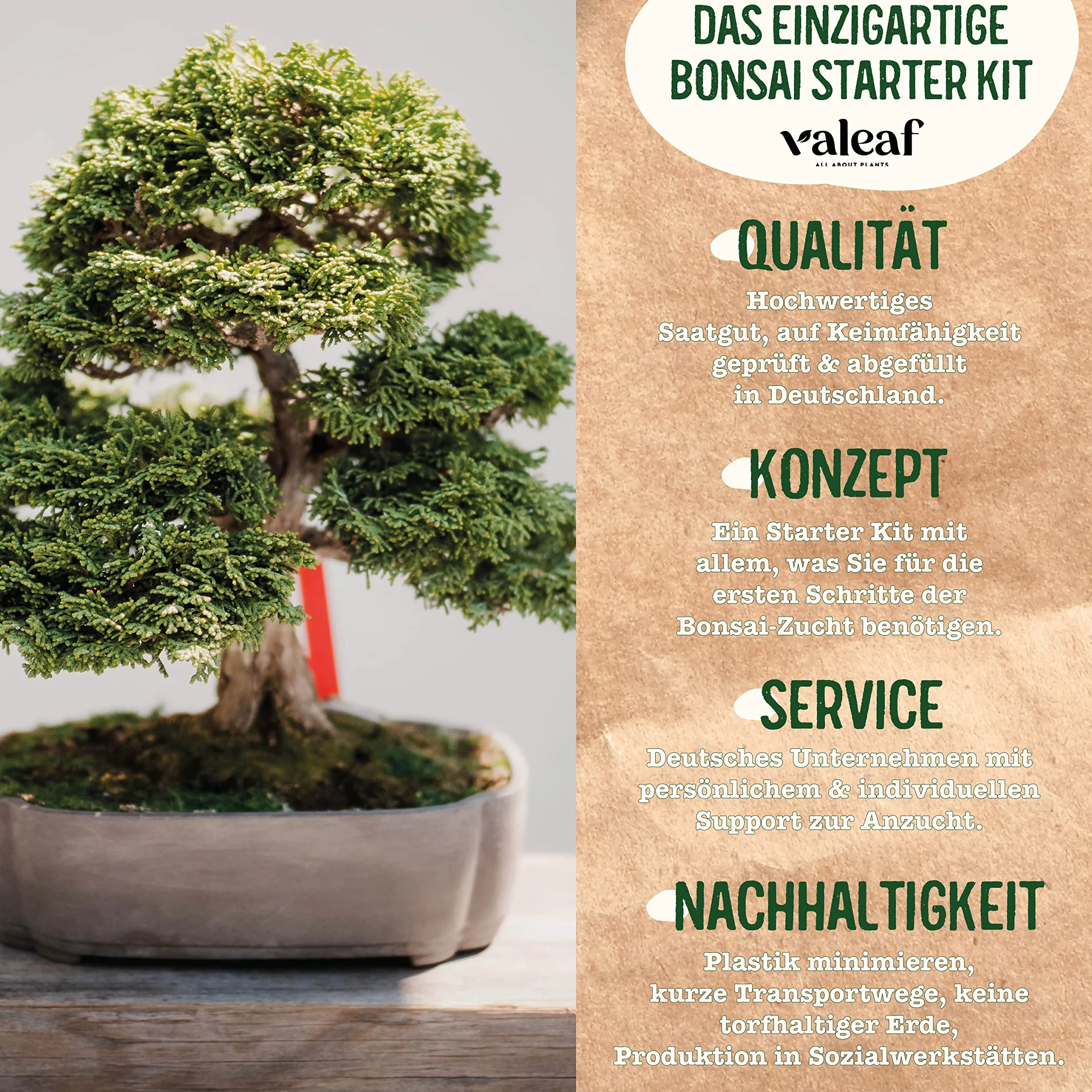 valeaf Zestaw startowy do bonsai, do uprawy własnego drzewka bonsai, zestaw zawiera 4 rodzaje nasion bonsai i akcesoria, dla początkujących