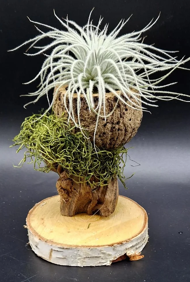 Tillandsia tectorum, Tillandsien, bromeliada