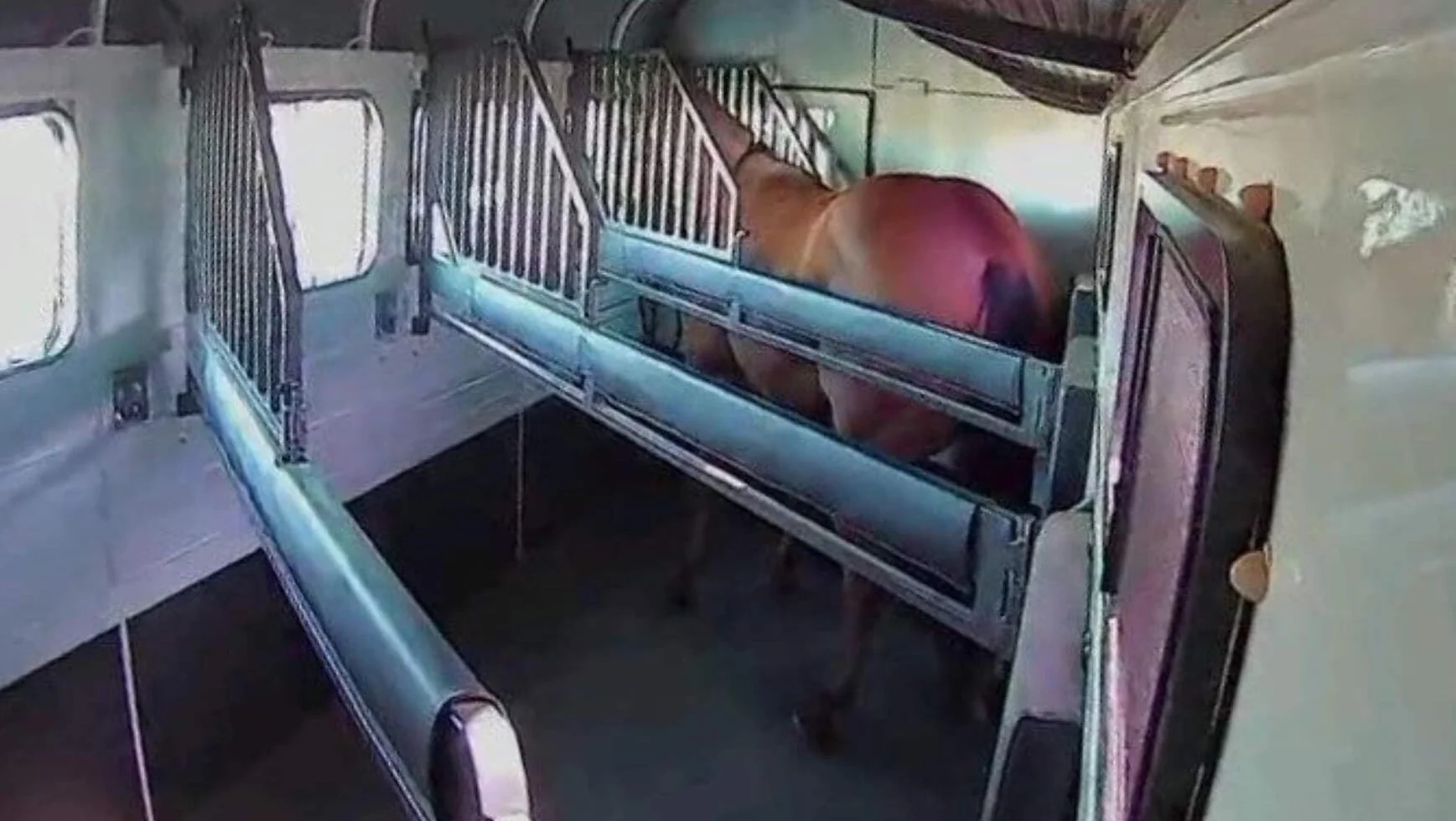 Equine Eye 'on The Road' (bezprzewodowa kamera przyczepy)