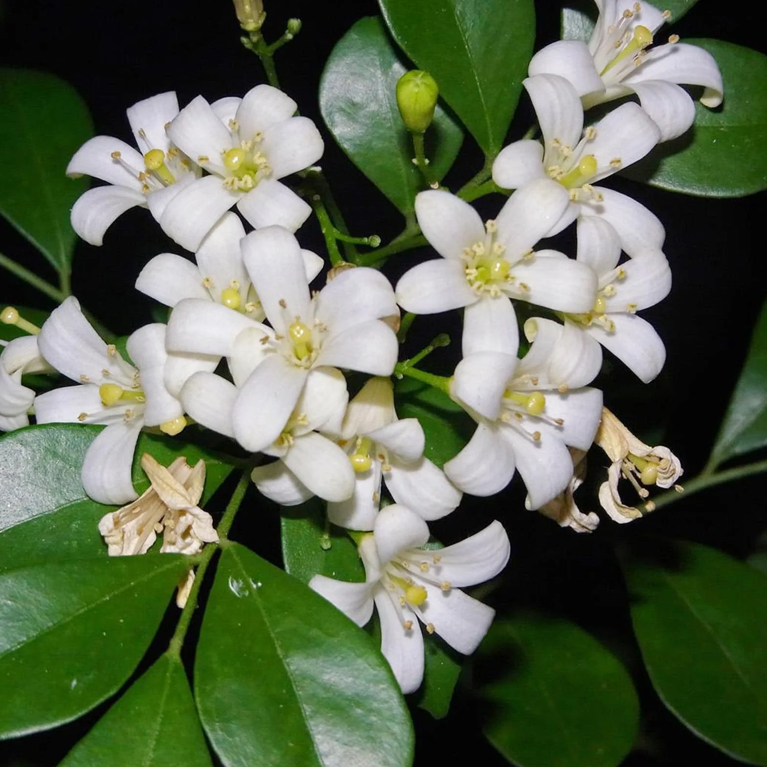 Murraya Exotica Nasiona 50 sztuk Non GMO Naturalne Wysokowydajne Ogrodnictwo Kwiaty Drzewo Owocowe Warzyw