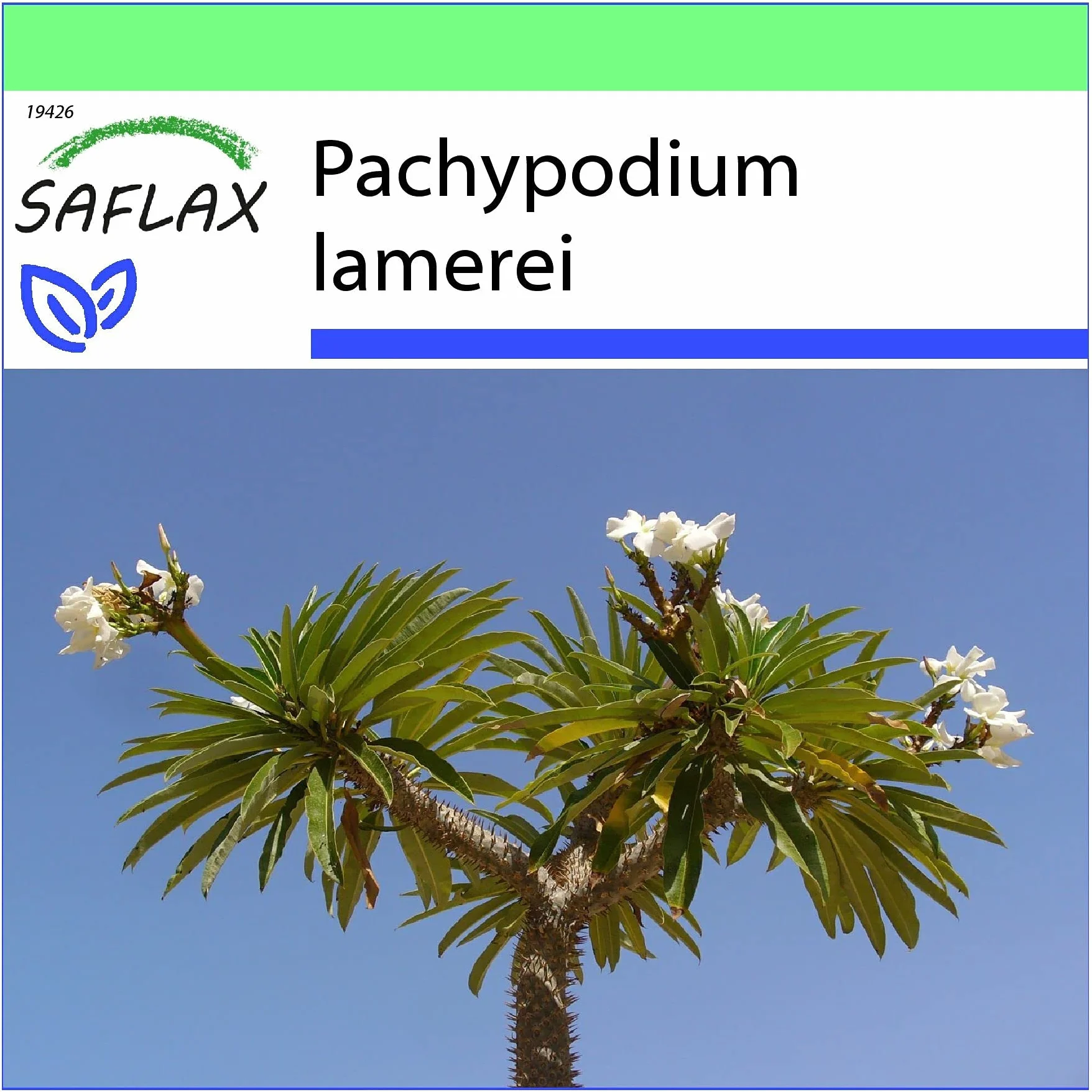 SAFLAX Madagaskar Palma Pachypodium lamerei 10 Nasiona