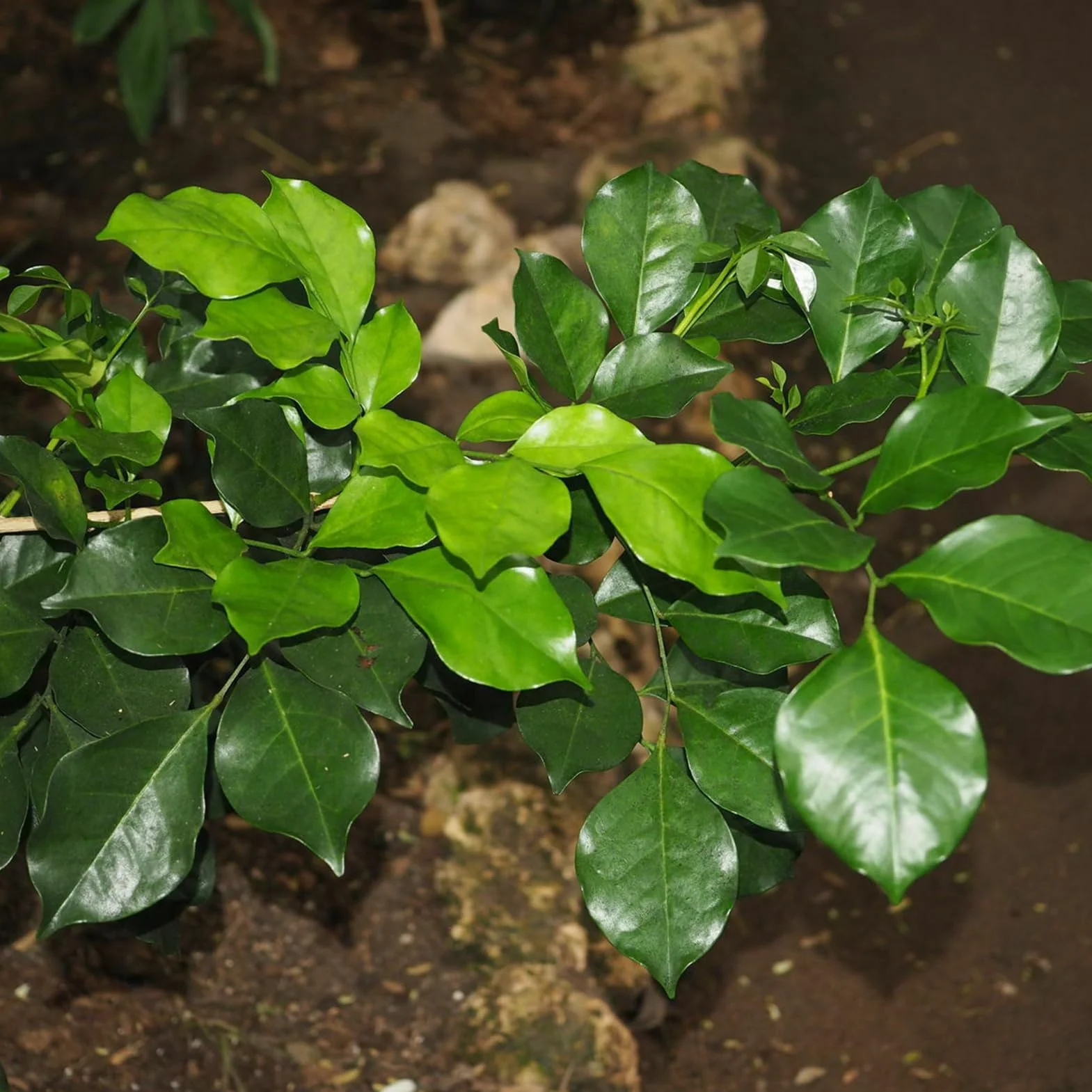 Murraya Exotica Nasiona 50 sztuk Non GMO Naturalne Wysokowydajne Ogrodnictwo Kwiaty Drzewo Owocowe Warzyw