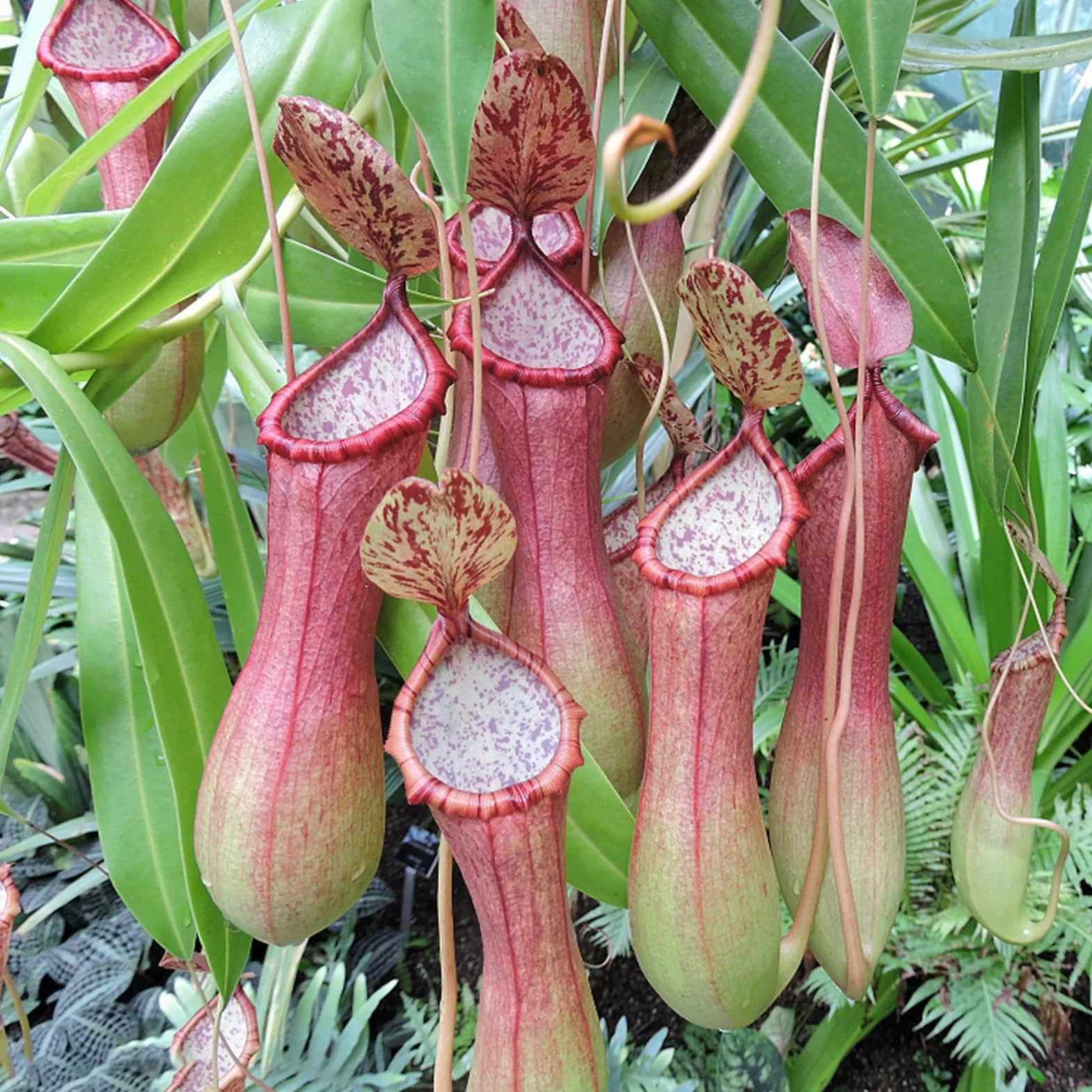 Nasiona Nepenthes 50 szt. torba tropikalne rośliny mięsożerne do domu