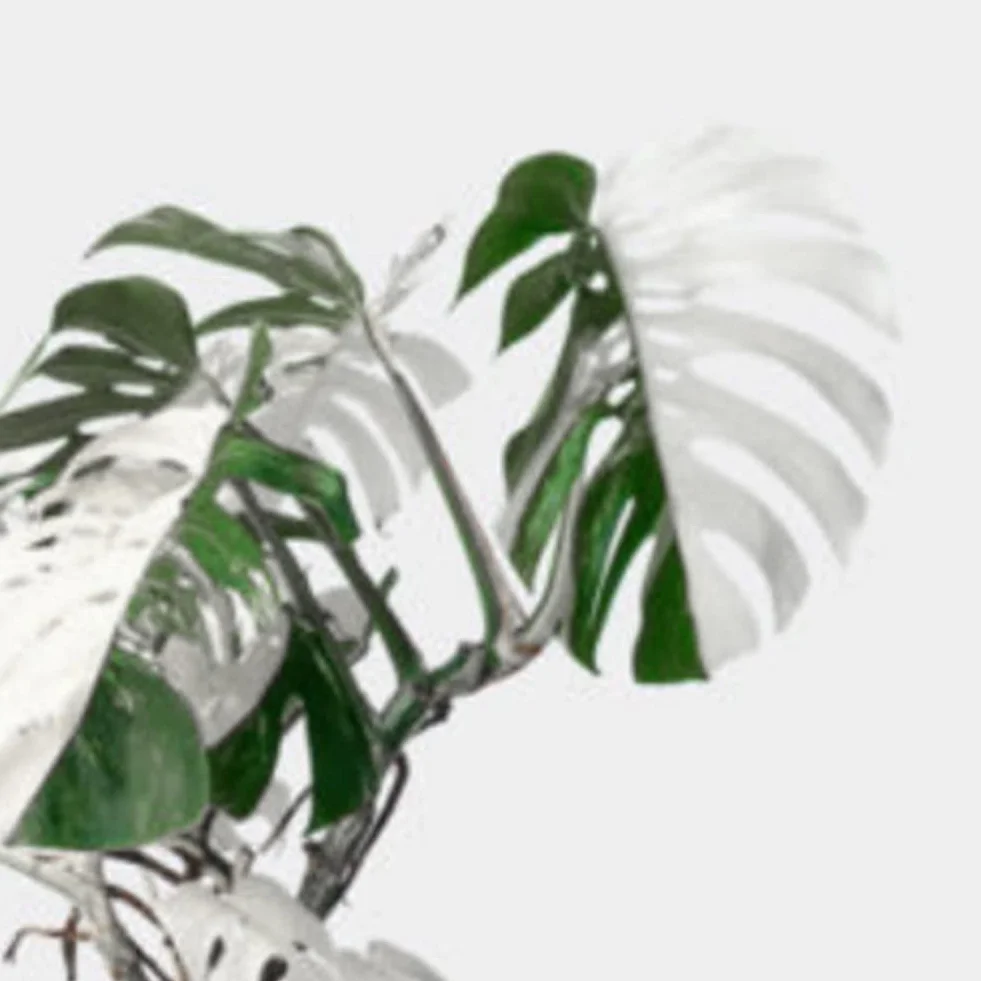 Nasiona Monstera 100 szt. Białe liście żółwia palmowego Rośliny Ogród Balkon Bonsai