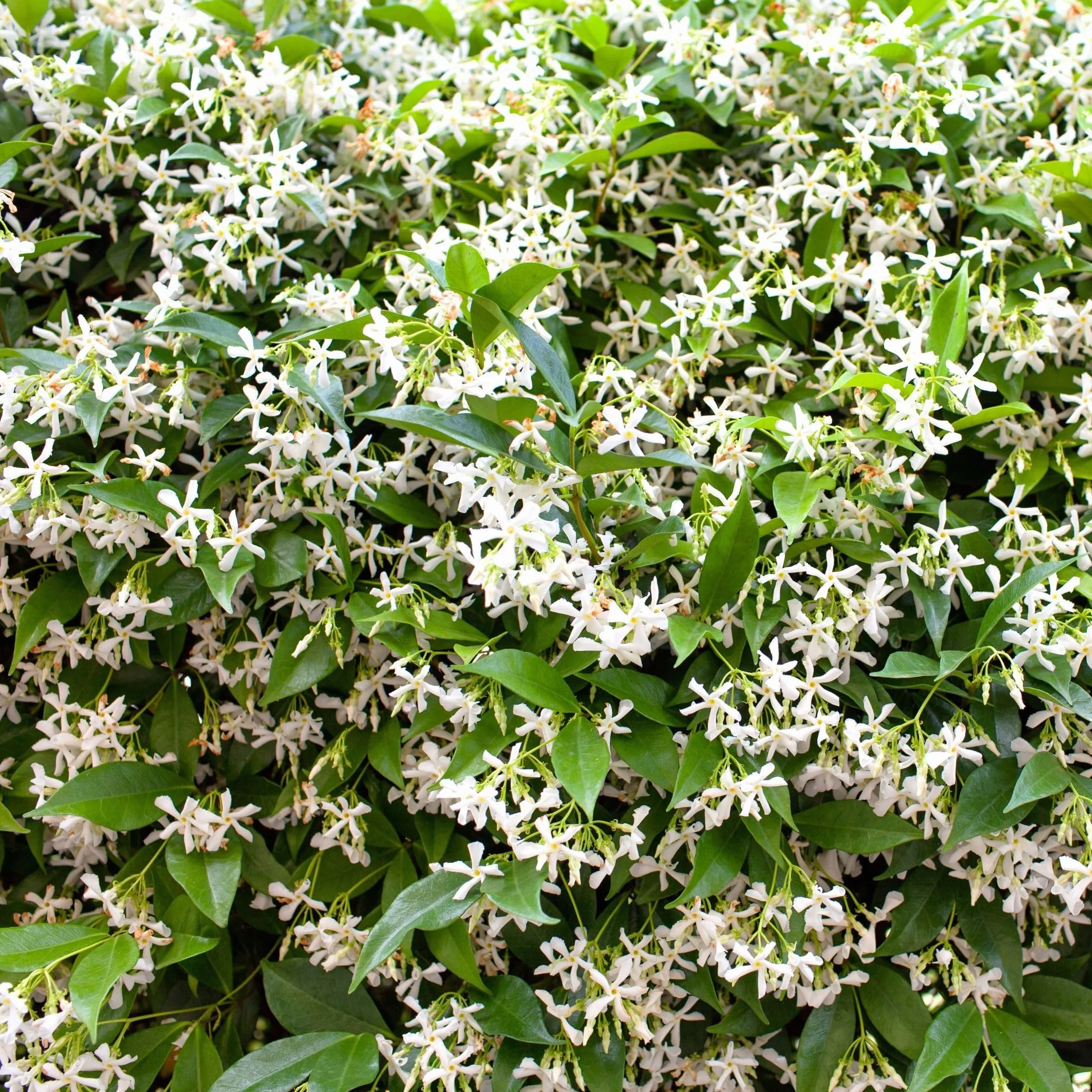 Plant in a Box - Jaśmin Toskański - Trachelospermum jasminoides - Wys. 110-120 cm - Doniczka 17 cm - Roślina pnąca