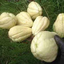 Nowe, świeże 60 sztuk nasion Chayote