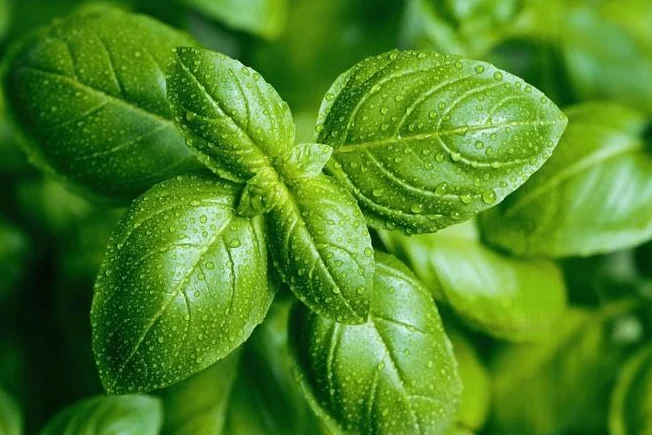 Ocimum basilicum nasiona bazylii – uniwersalna przyprawa kuchenna, do zastosowań medycznych, idealna na balkon, wysiew od marca do maja, prosta uprawa (0,5 g)