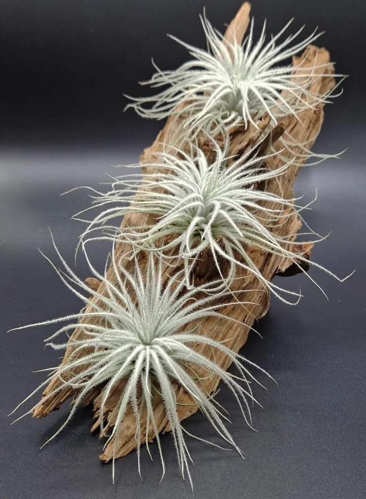 Tillandsia tectorum, Tillandsien, bromeliada