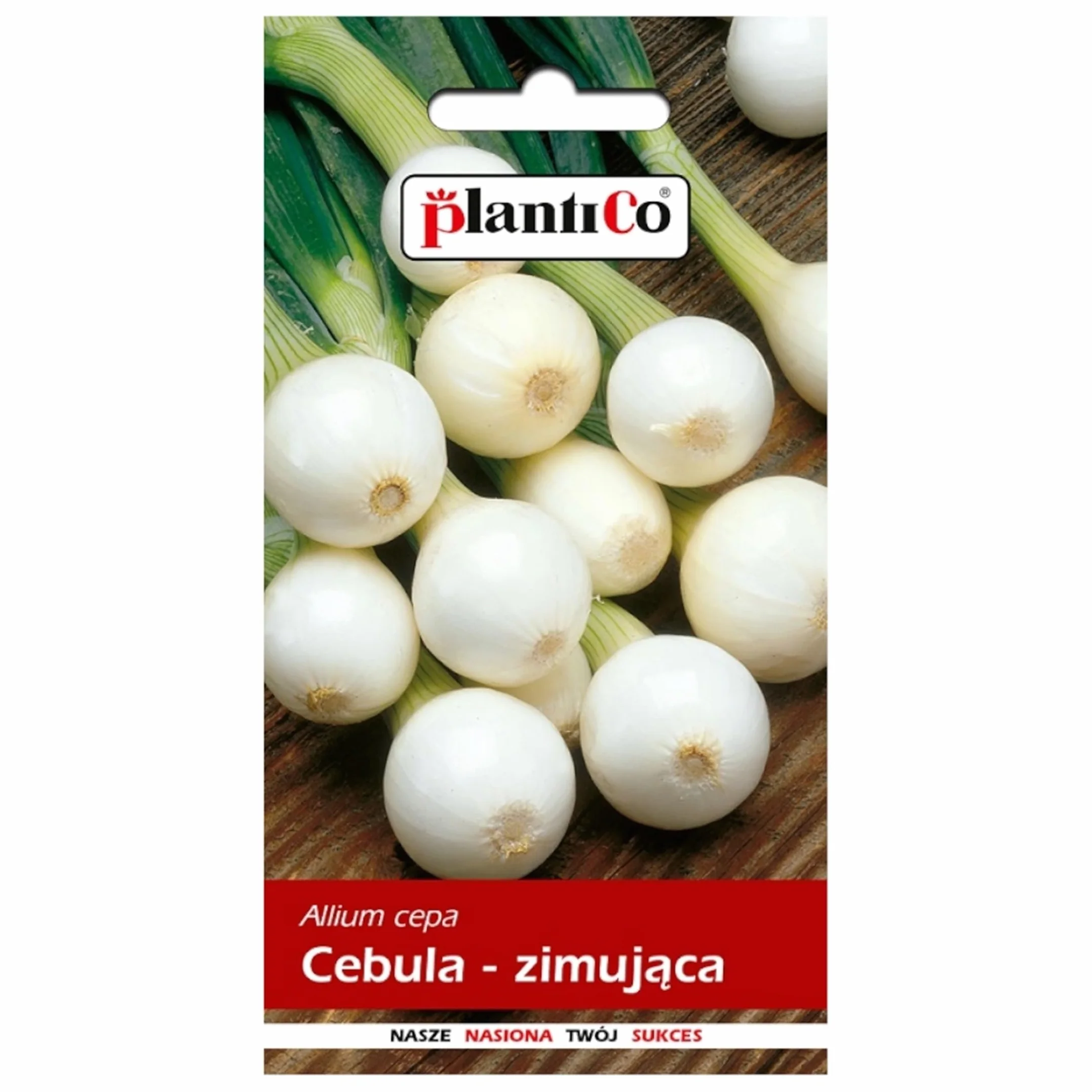 PlantiCo Cebula Agra 3g Nasiona Cebula Zimowa Solidne Nasiona Warzyw Nasiona Warzyw Uprawa Nasion Ogród Szklarnia Ogród Warzywny