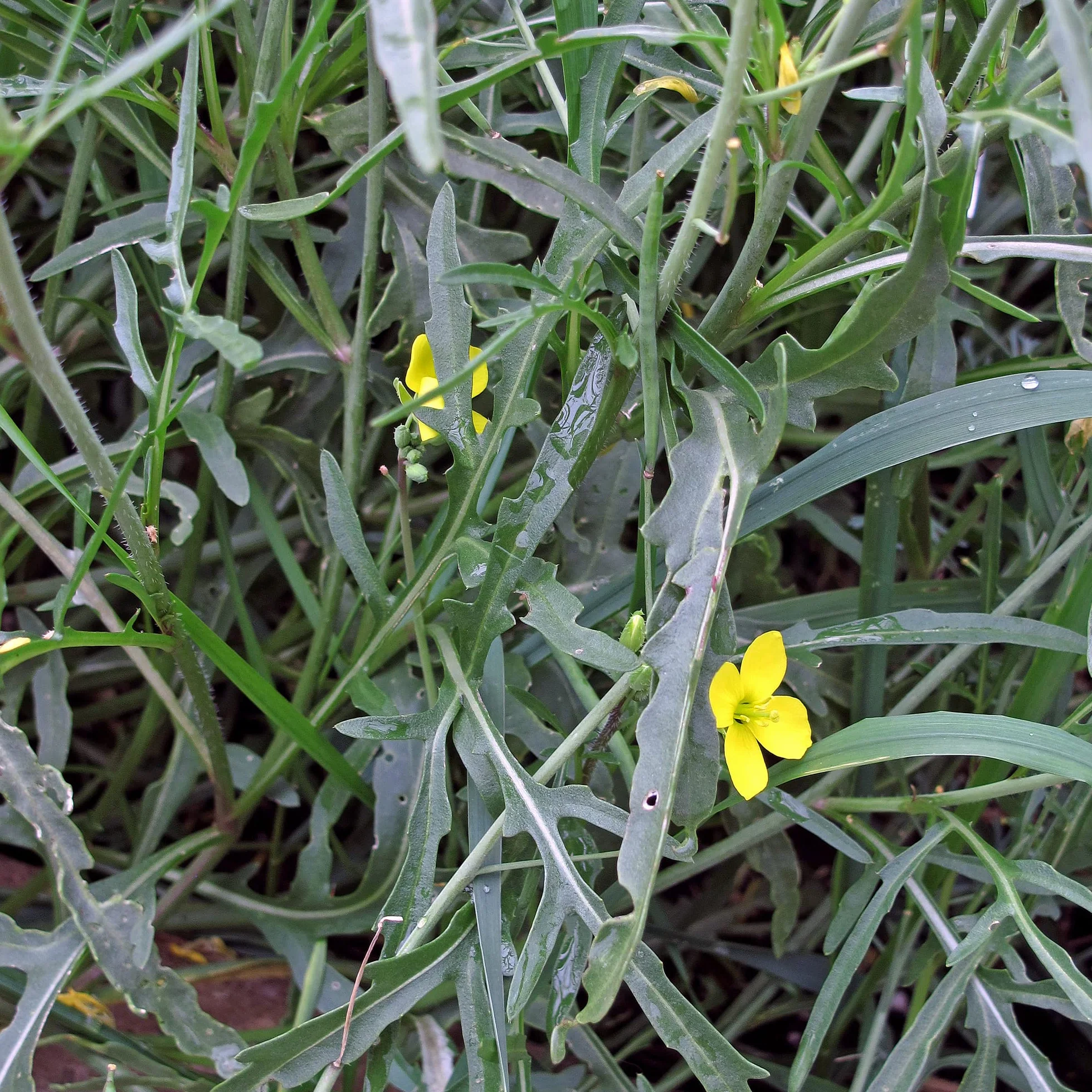 Dzika rukola Rucola selvatica Bio - 1200 nasion