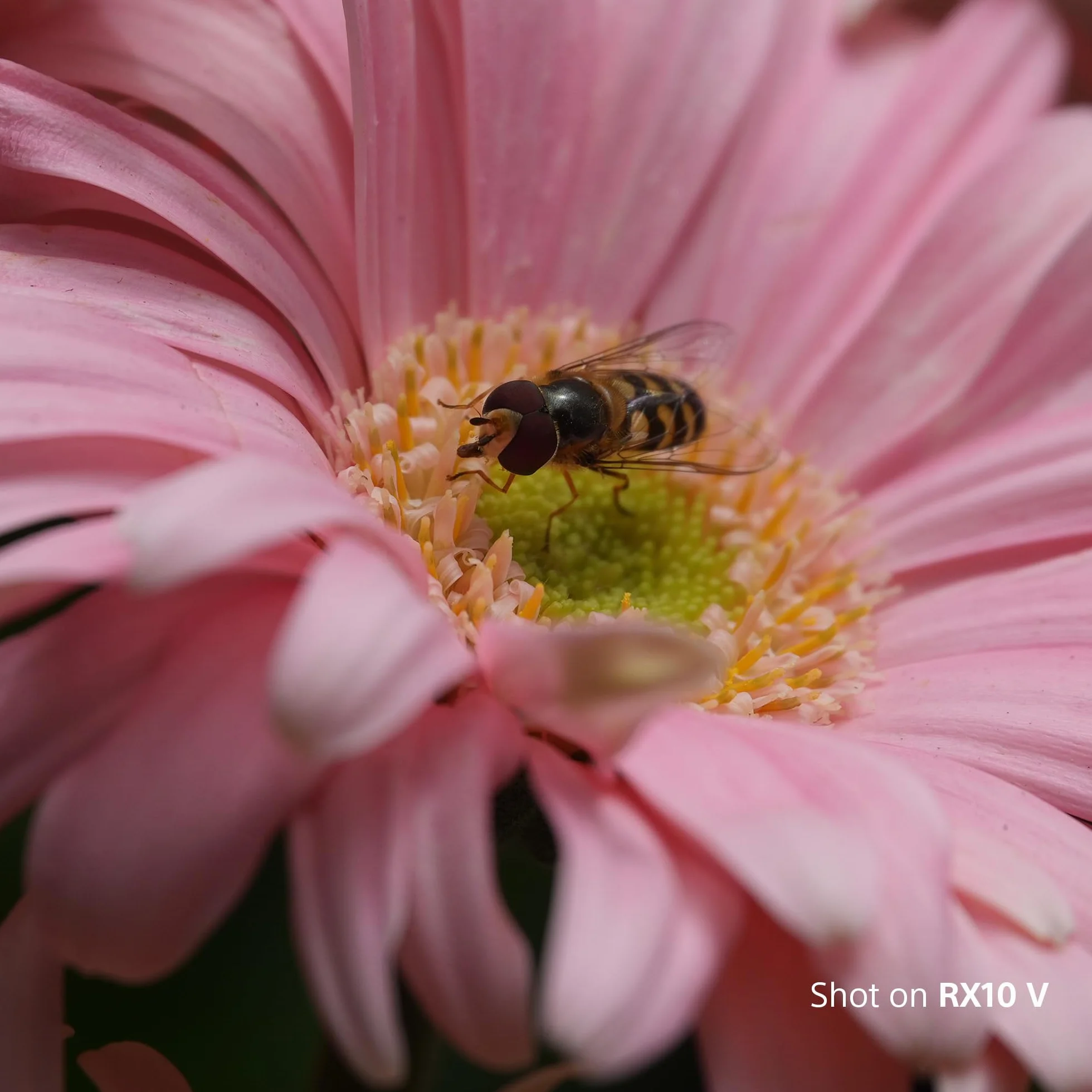 Sony RX10 V Aparat z dużym zoomem 24–600 mm, autofokusem z rozpoznawaniem obiektów w czasie rzeczywistym, matrycą 20,1 MP i trybem zdjęć seryjnych 30 kl./s bez zaciemniania ekranu