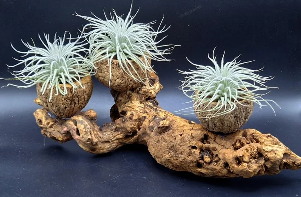 Tillandsia tectorum, Tillandsien, bromeliada