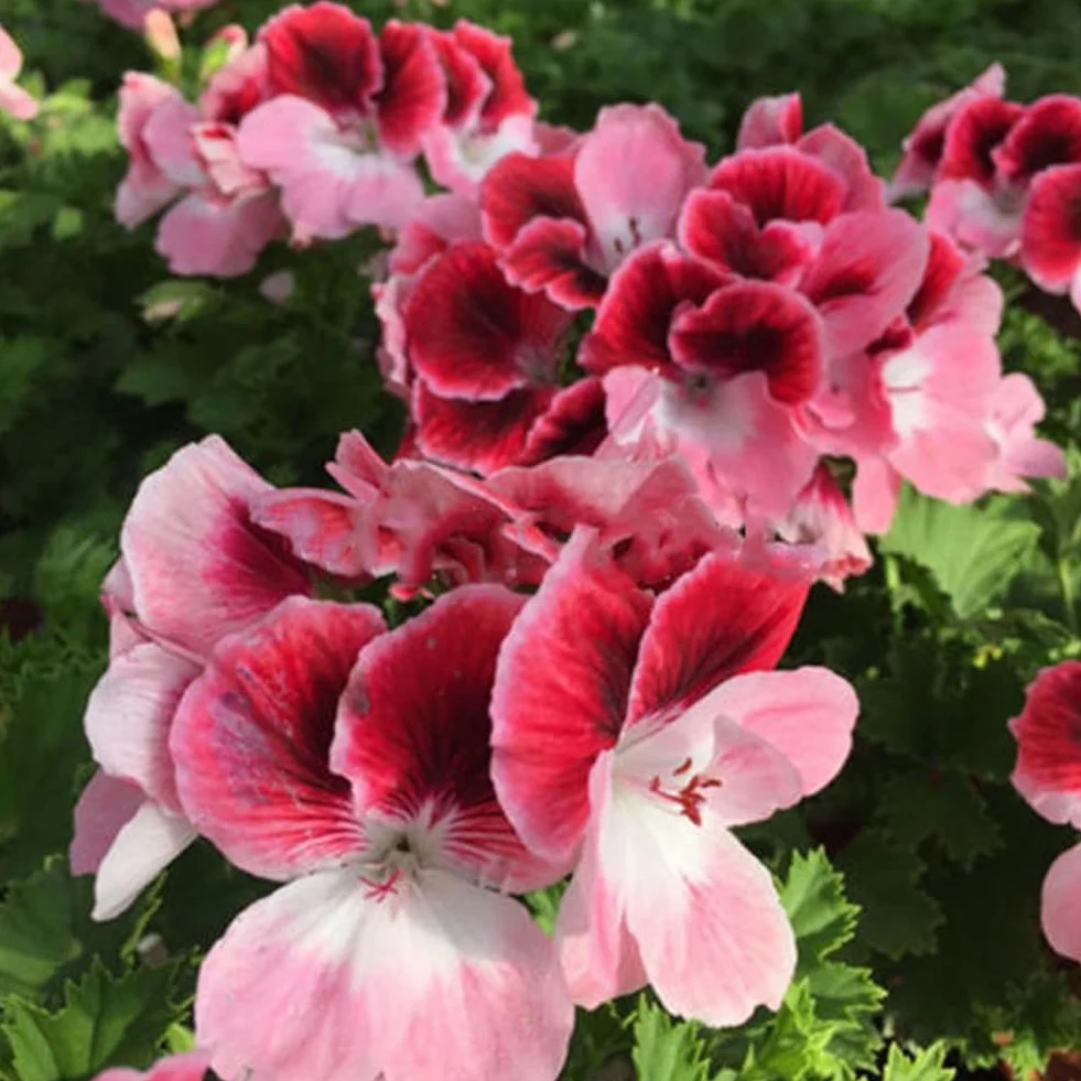 Mieszane nasiona geranium Pelargonia Hortorum 50 sztuk roślina kwiatowa
