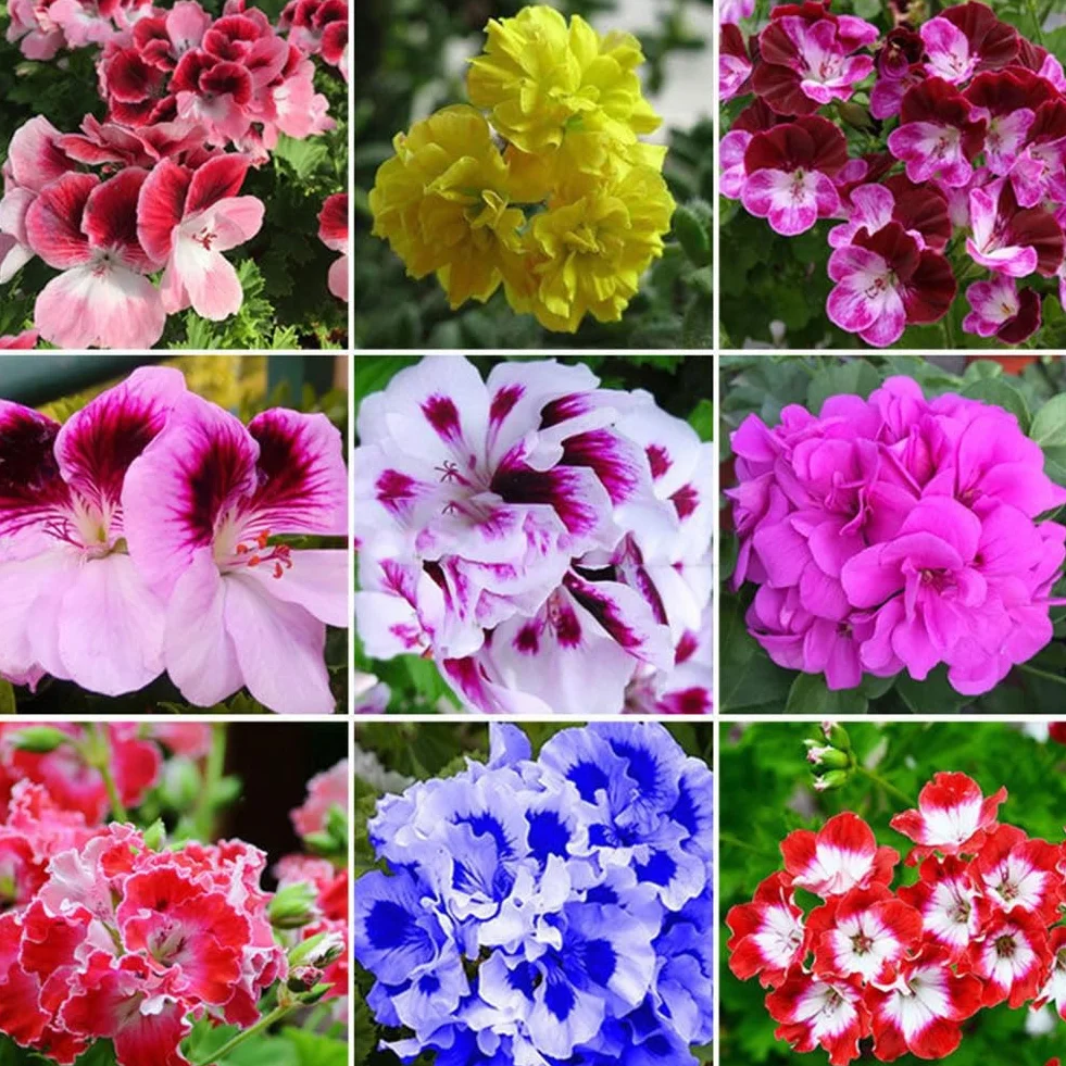 Mieszane nasiona geranium Pelargonia Hortorum 50 sztuk roślina kwiatowa