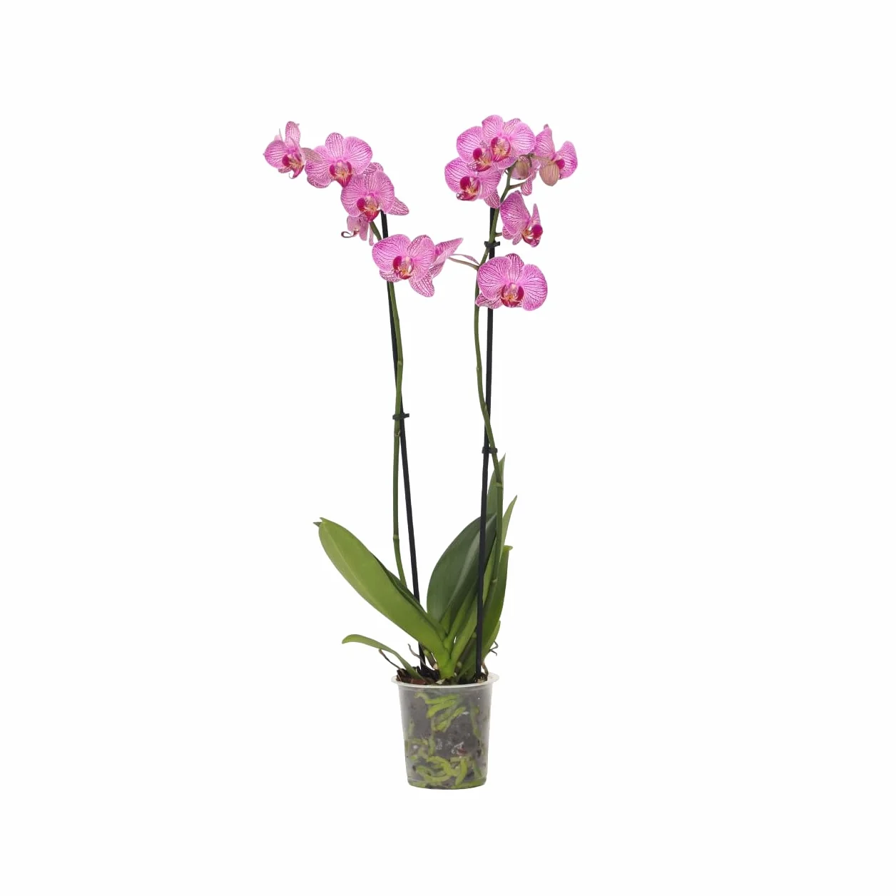 Plant in a Box - Phalaenopsis - Orchidea fioletowa - Kwitnąca roślina domowa - Przyjazna dla kotów - Doniczka 12 cm - Wysokość 50-60 cm