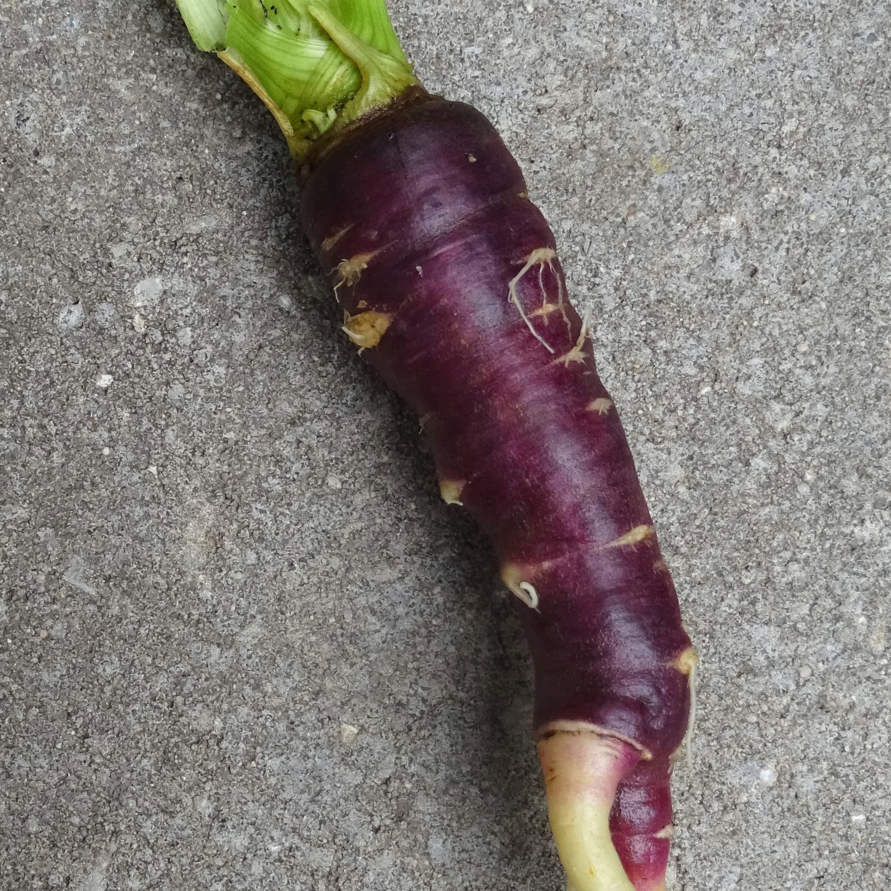 Fioletowa marchew hiszpańska Zanahoria Morada Daucus carota 1000 nasion