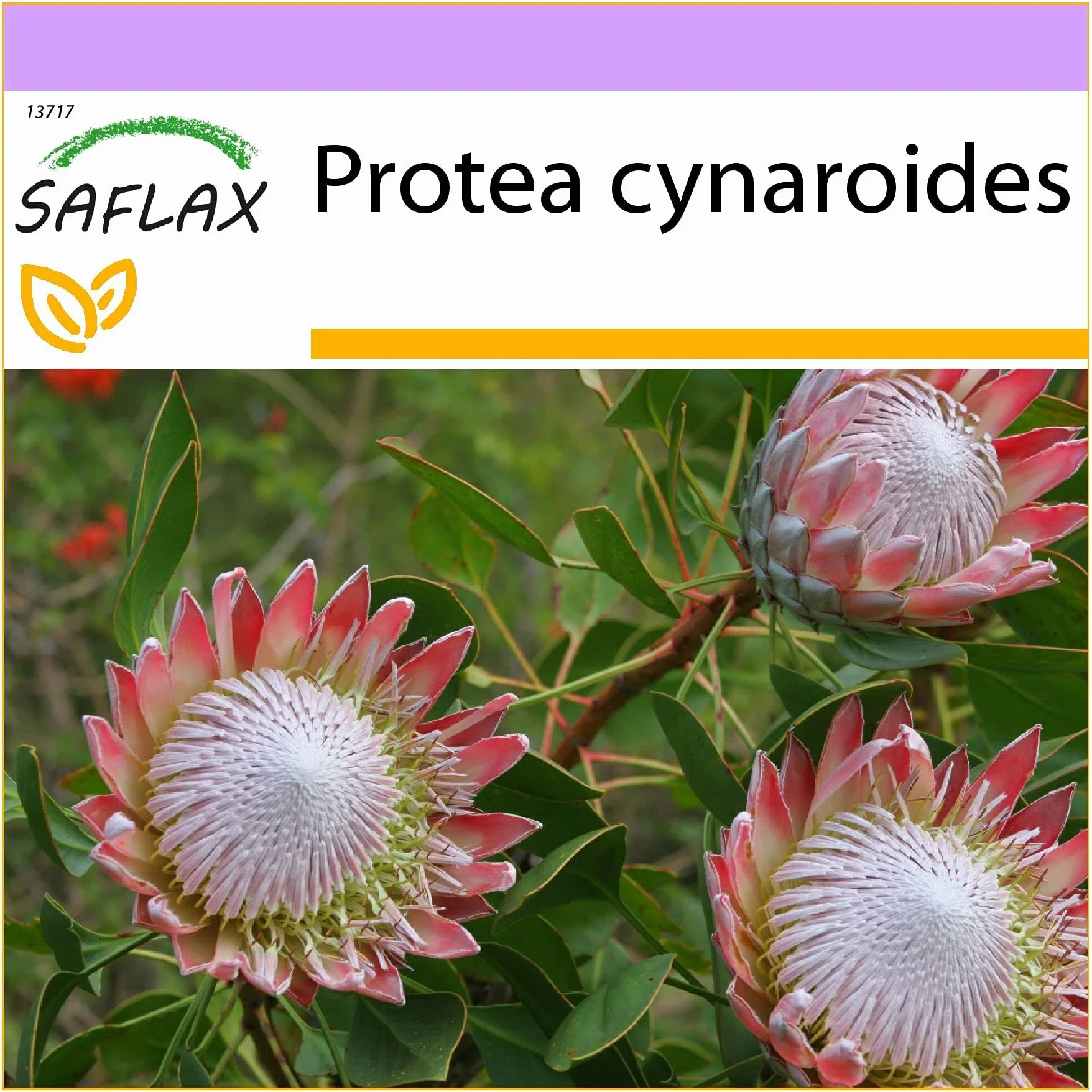 SAFLAX - King Protea - 5 Nasiona - Protea cynaroides