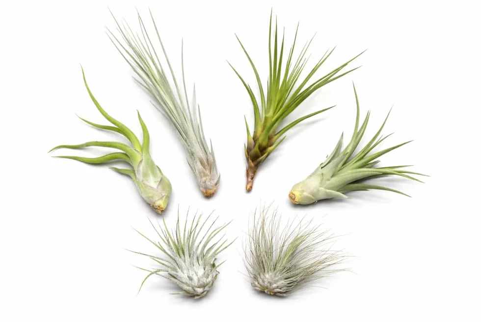 Tillandsien mix 5 sztuk EXTRA T. fuchsii var gracilis Air Plants łatwe w pielęgnacji naturalna dekoracja