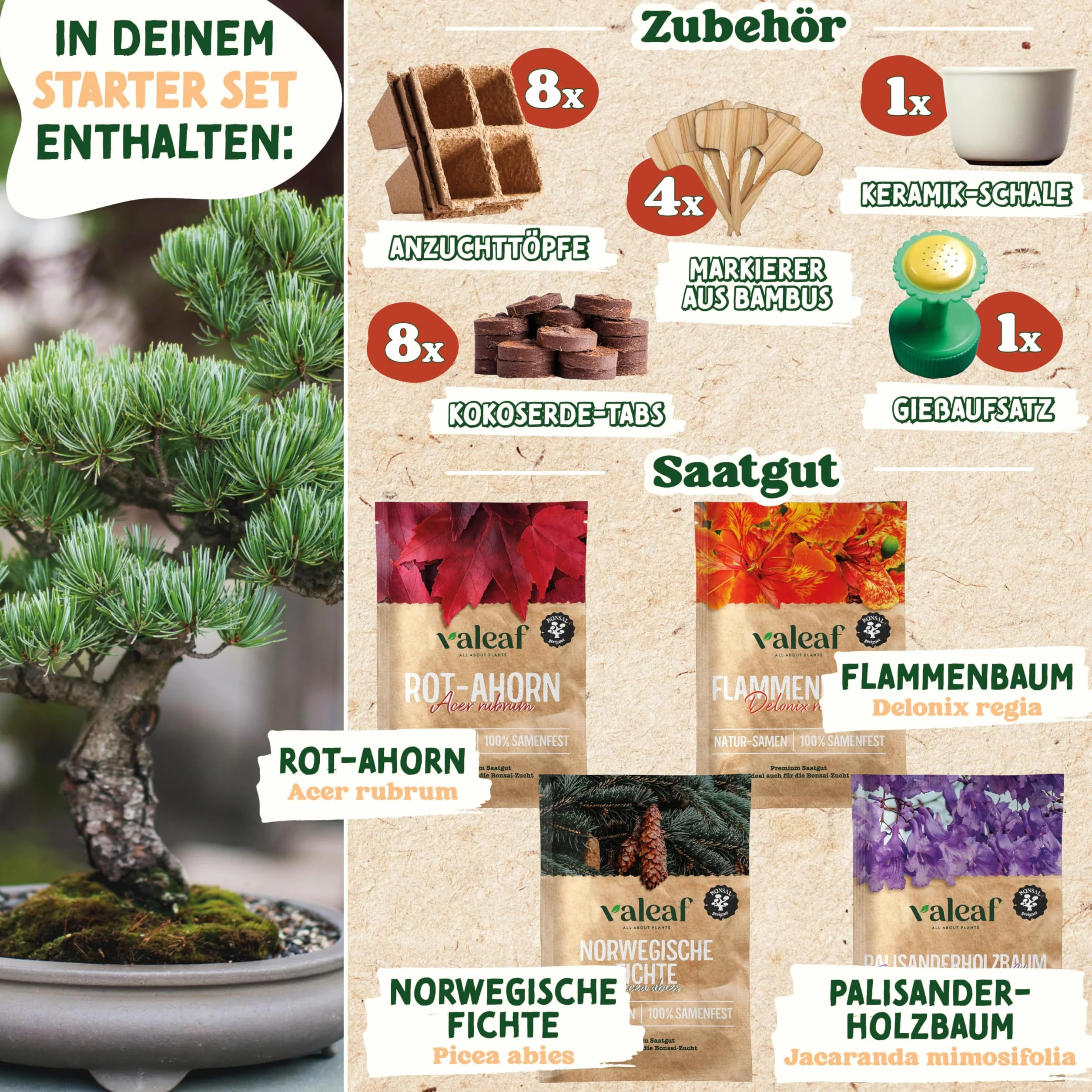 valeaf Zestaw startowy do bonsai, do uprawy własnego drzewka bonsai, zestaw zawiera 4 rodzaje nasion bonsai i akcesoria, dla początkujących