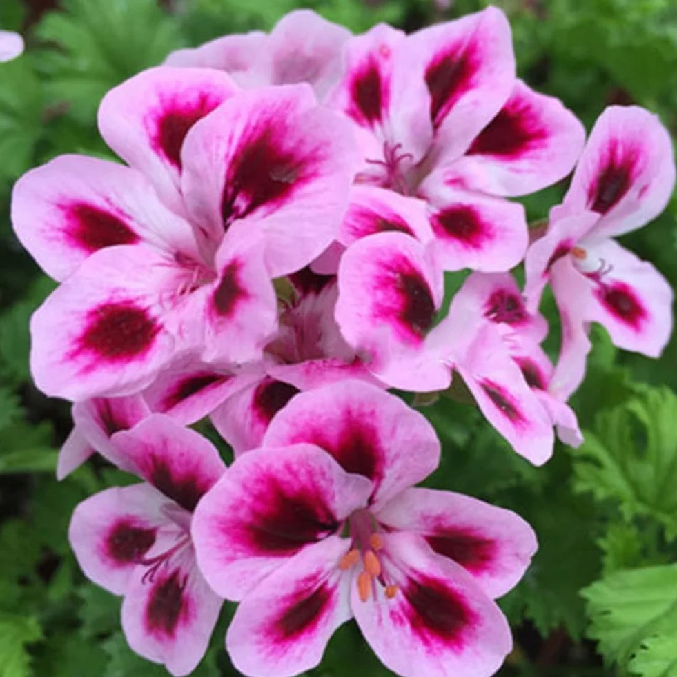 Mieszane nasiona geranium Pelargonia Hortorum 50 sztuk roślina kwiatowa