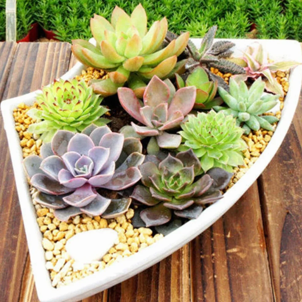 Lithops nasiona soczyste 600 sztuk rzadkie żywe kamienie Bonsai do domu ogrodu