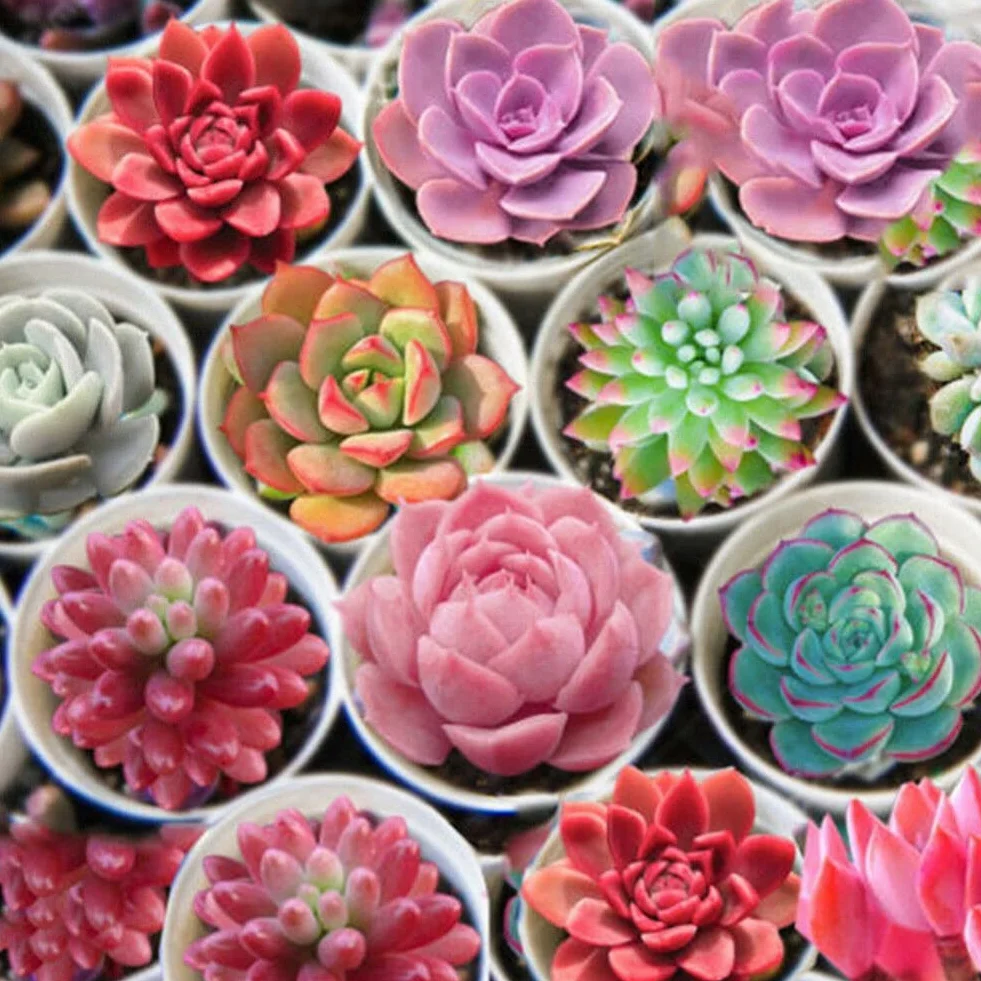 Lithops nasiona soczyste 600 sztuk rzadkie żywe kamienie Bonsai do domu ogrodu