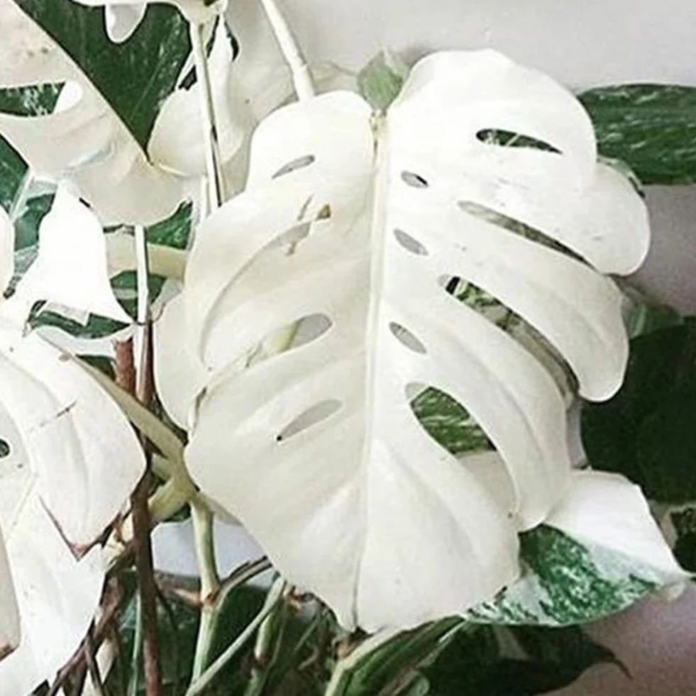 Nasiona Monstera 100 szt. Białe liście żółwia palmowego Rośliny Ogród Balkon Bonsai