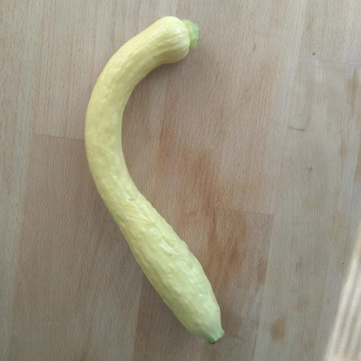 Cukinia żółta Yellow Crookneck Cucurbita pepo nasiona stara amerykańska odmiana