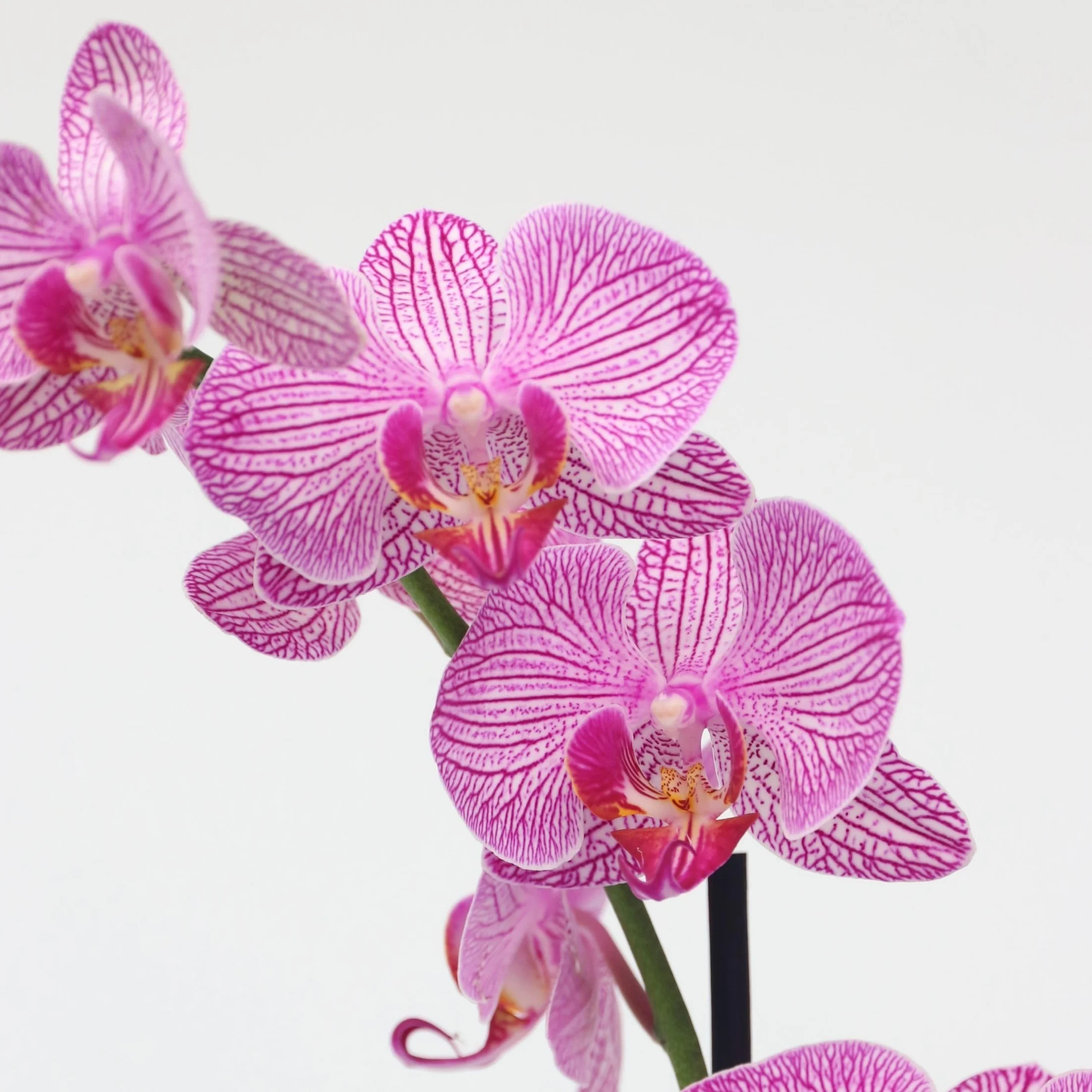 Plant in a Box - Phalaenopsis - Orchidea fioletowa - Kwitnąca roślina domowa - Przyjazna dla kotów - Doniczka 12 cm - Wysokość 50-60 cm