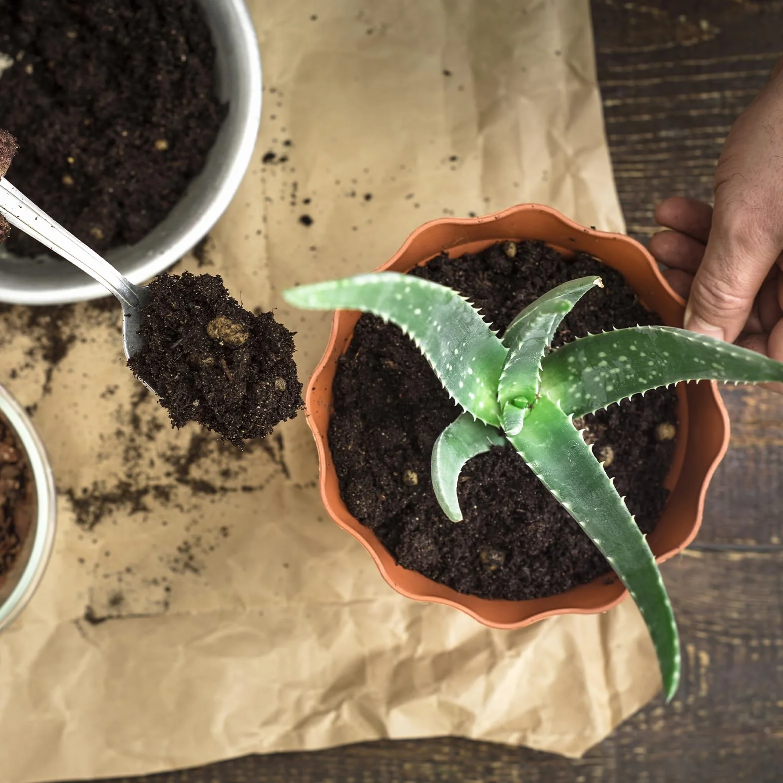 Mieszanka gleby doniczkowej Aloe Vera, gotowa do użycia do sadzonek i uprawy roślin aloesowych lub innych roślin doniczkowych (2 l)