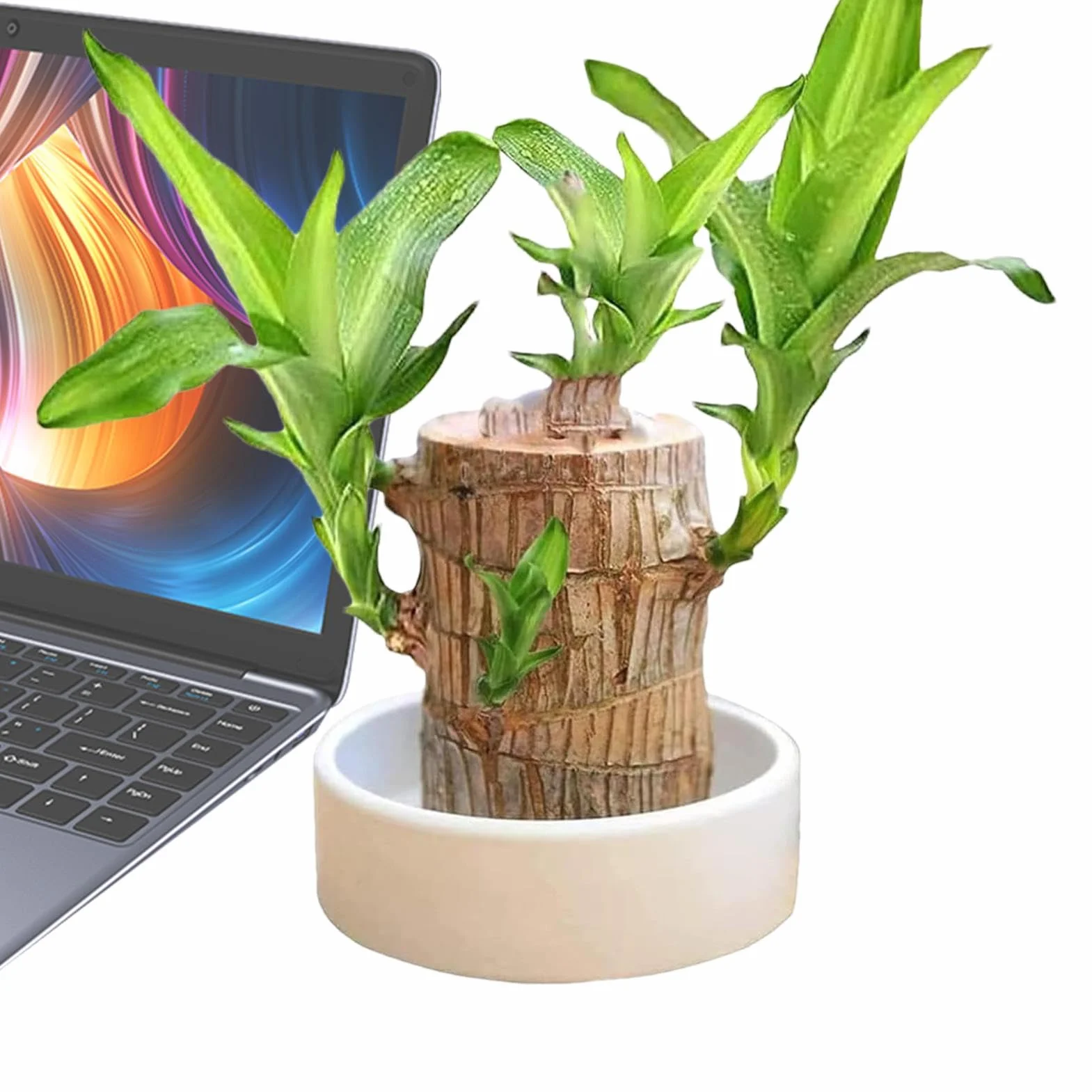 Brazylia Lucky Wood Plant Hydroponic Tree Stump Desktop
