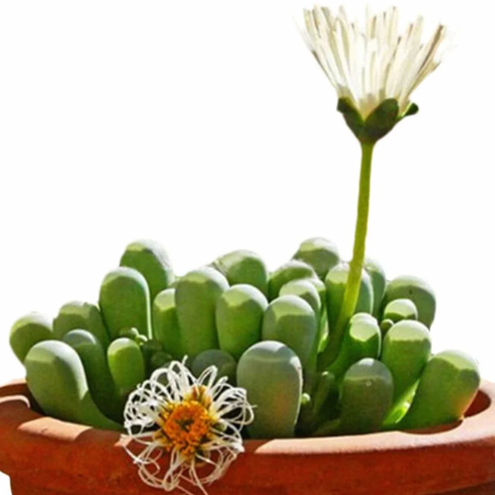 Lithops nasiona soczyste 600 sztuk rzadkie żywe kamienie Bonsai do domu ogrodu