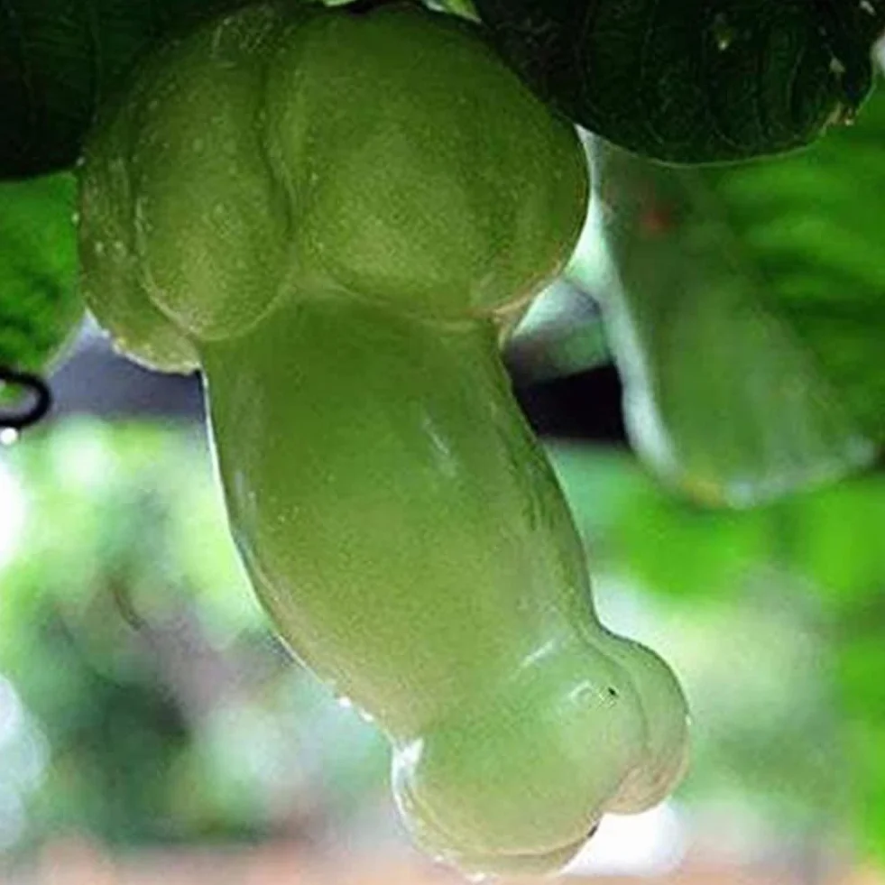 Saterkali Nasiona dyni Penis Melon, 30 szt. Nasiona dyni Penis Melon Ogród Yard Bonsai Pyszne warzywa Rośliny 30szt