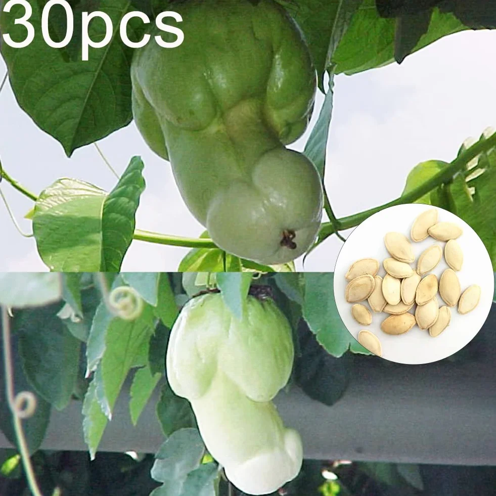 Saterkali Nasiona dyni Penis Melon, 30 szt. Nasiona dyni Penis Melon Ogród Yard Bonsai Pyszne warzywa Rośliny 30szt