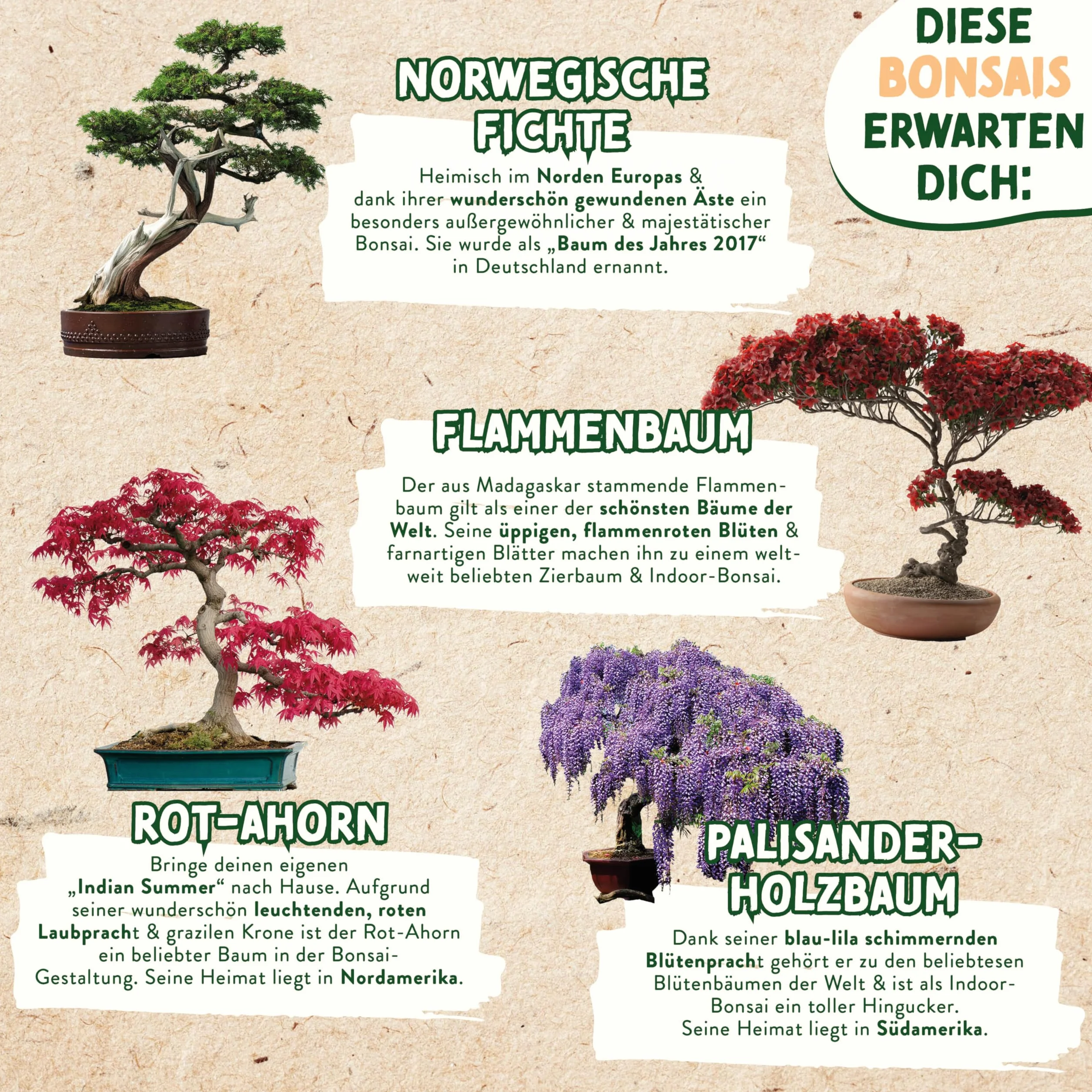 valeaf Zestaw startowy do bonsai, do uprawy własnego drzewka bonsai, zestaw zawiera 4 rodzaje nasion bonsai i akcesoria, dla początkujących